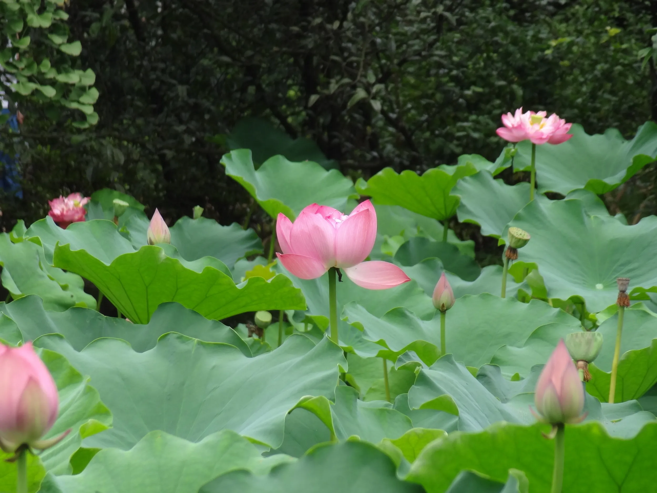 蓮の花
