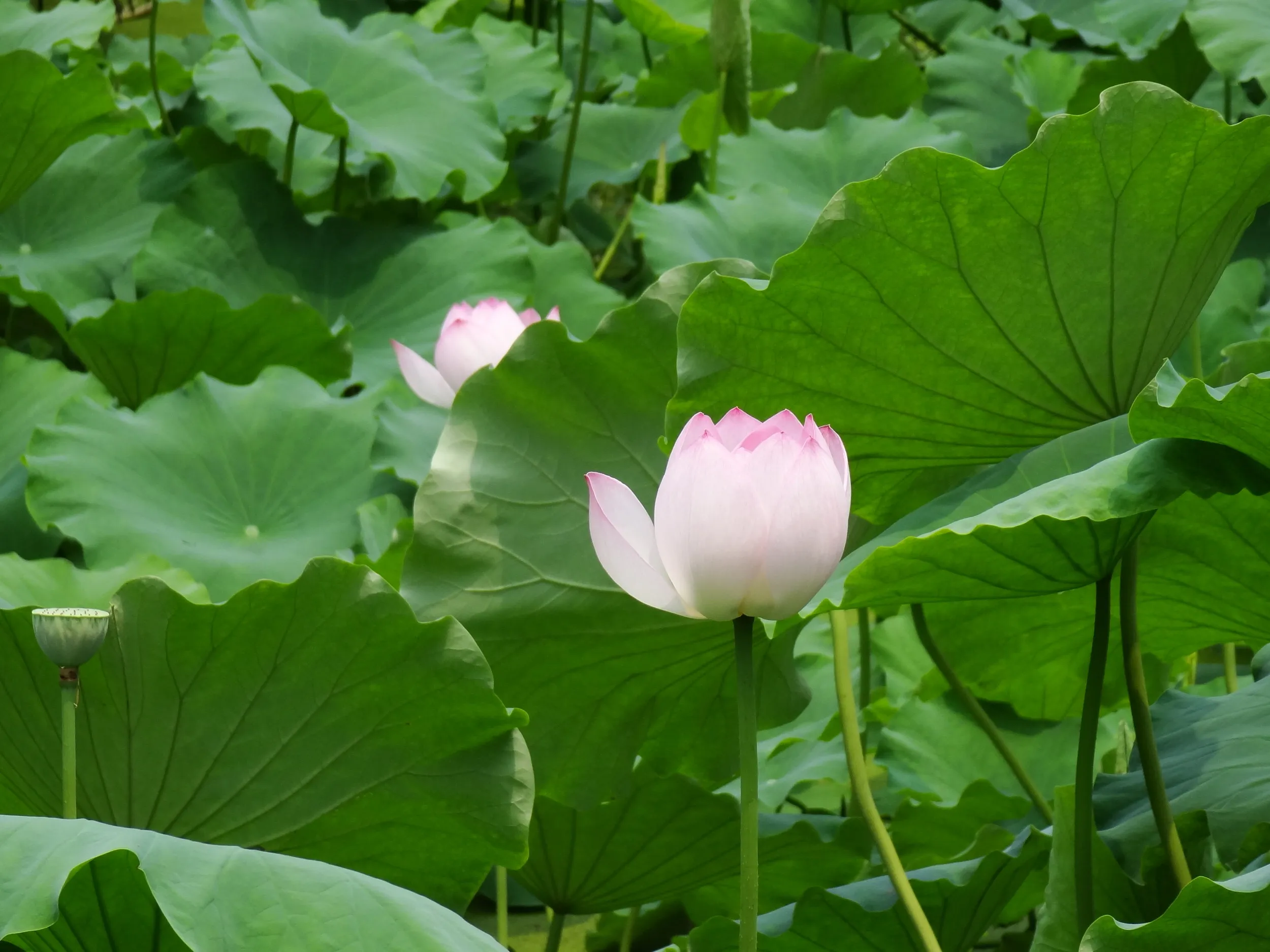 蓮の花
