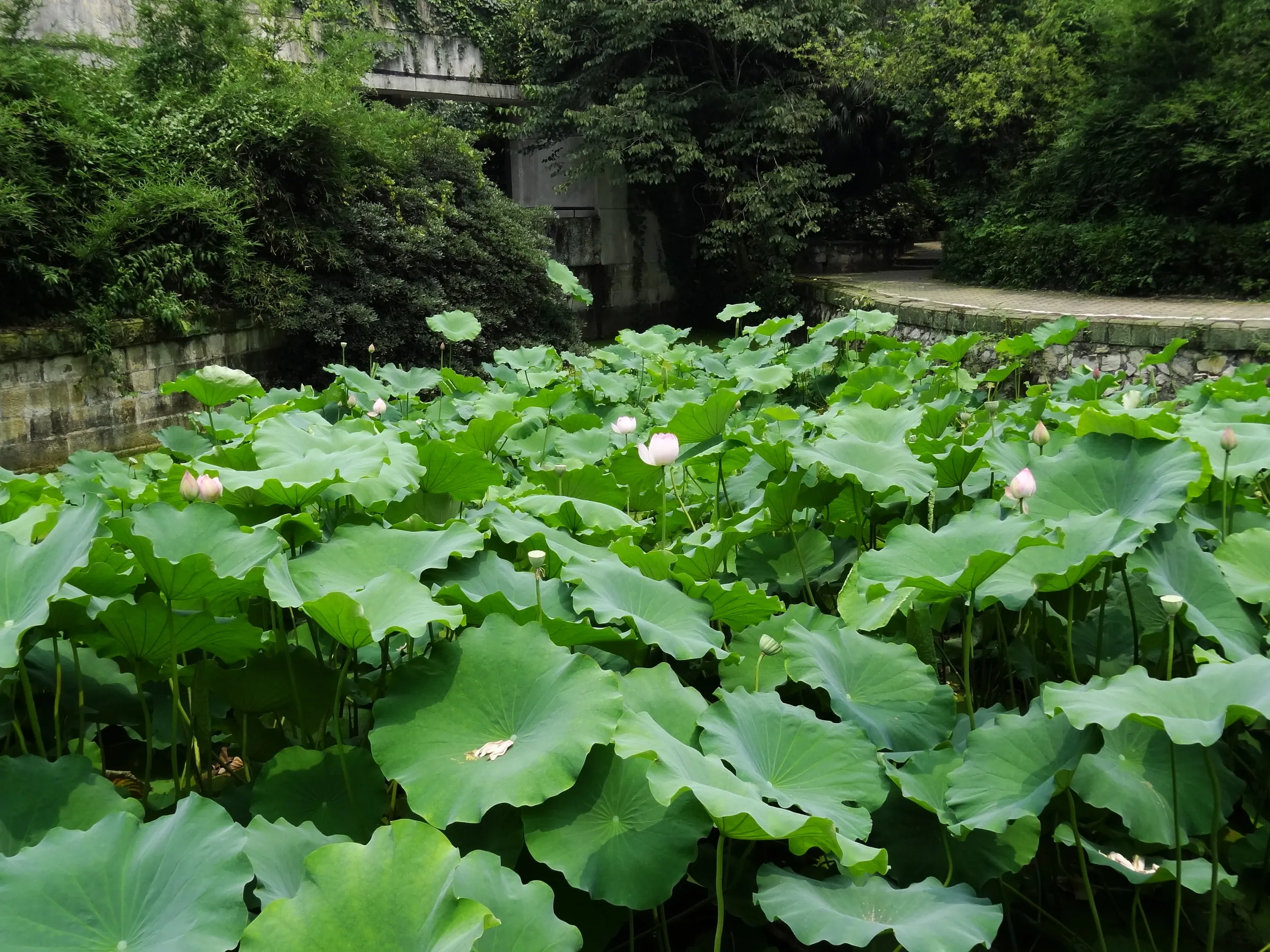 蓮の花