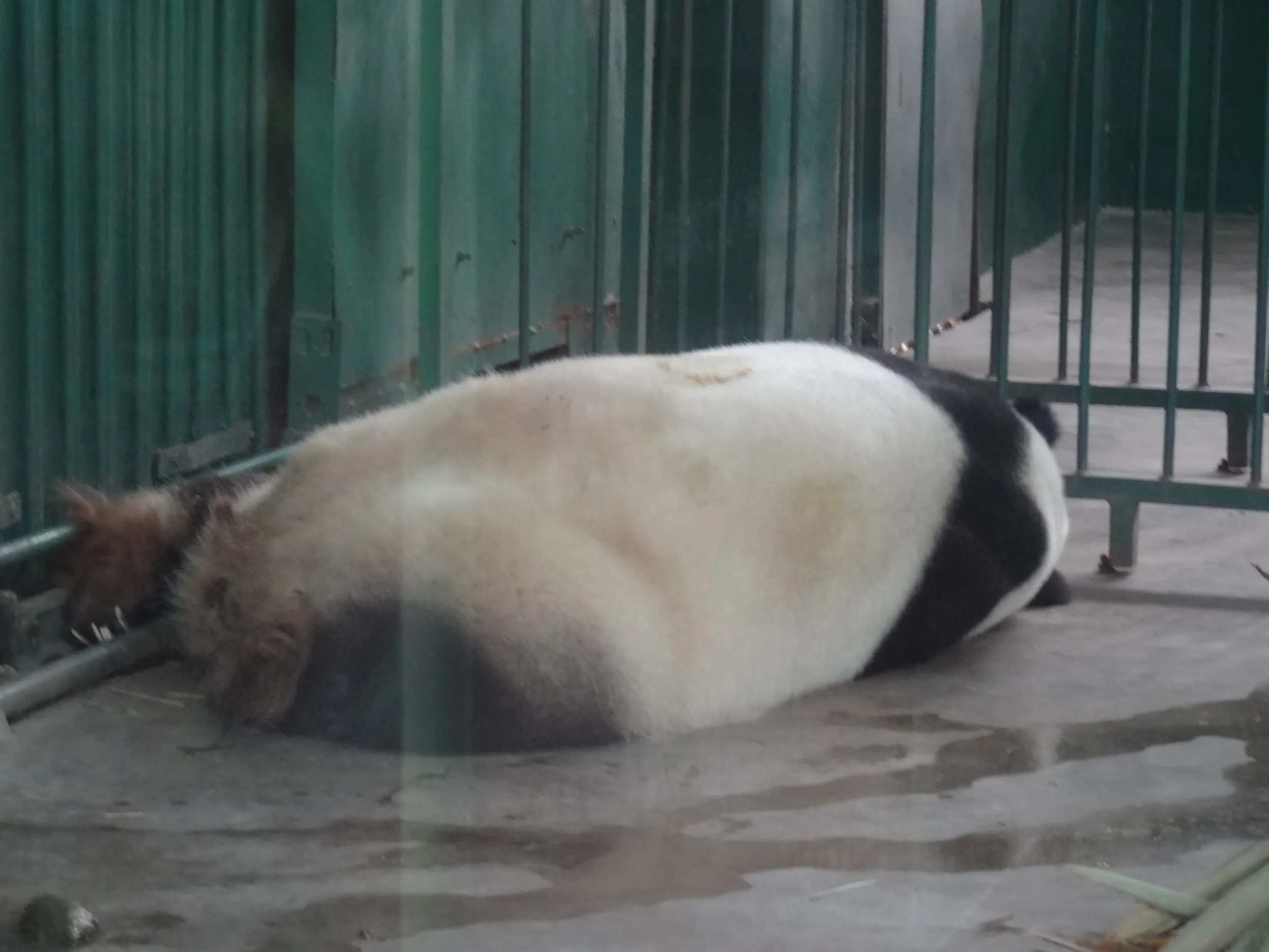 パンダ
