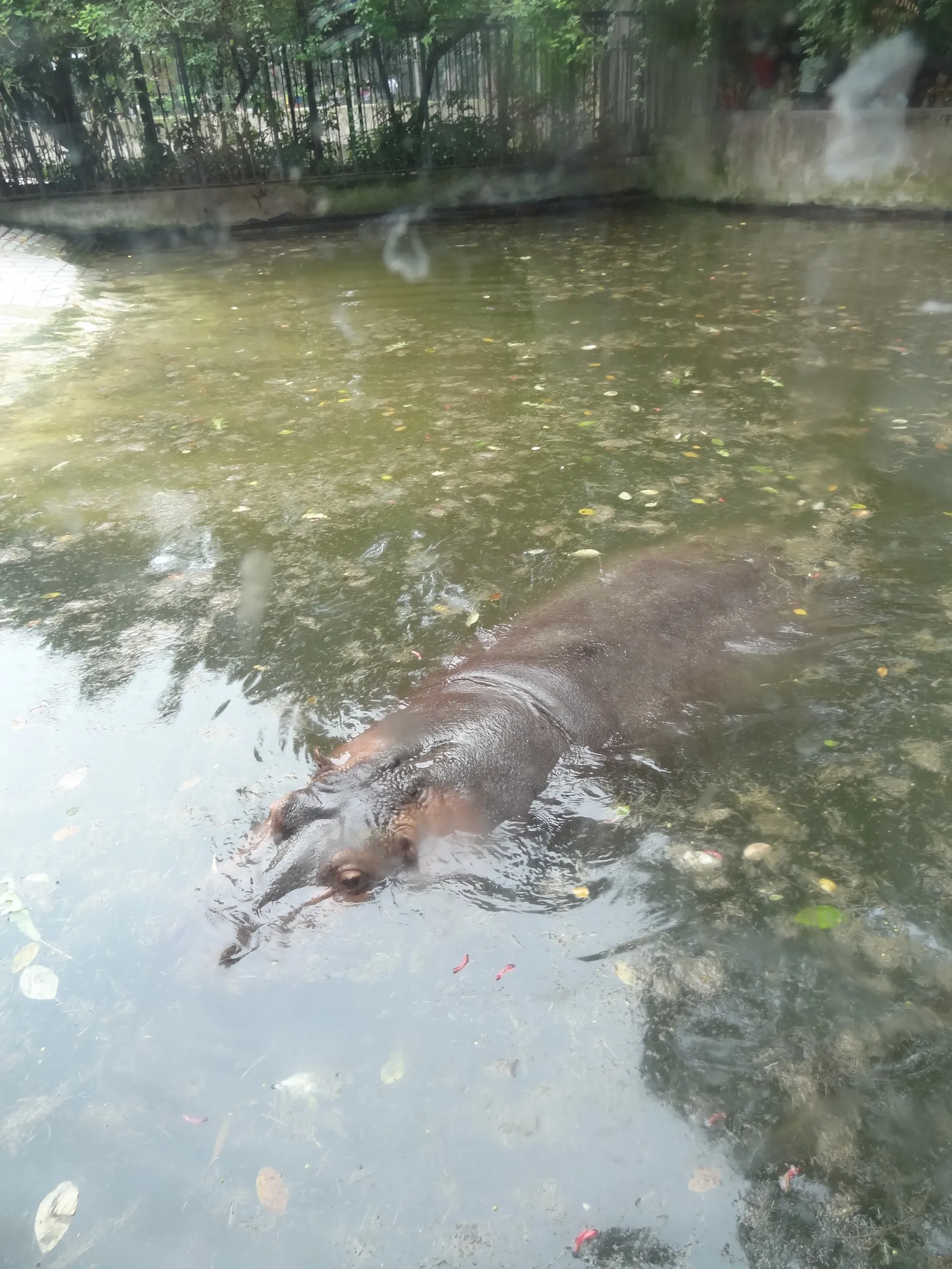 カバ