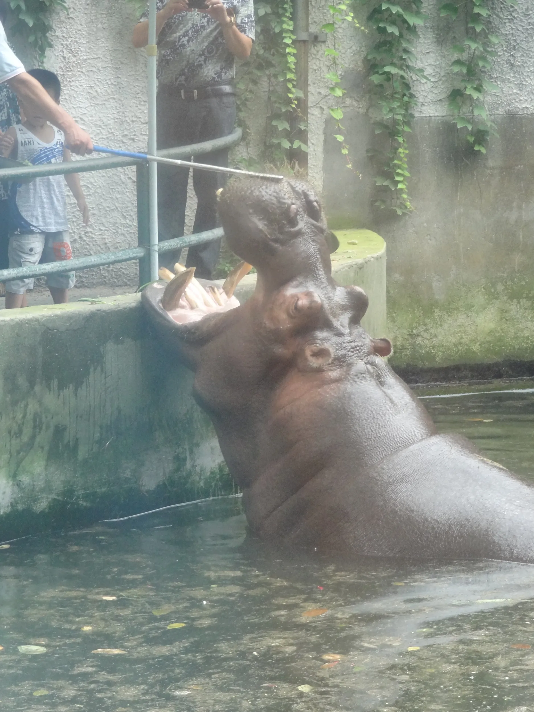 カバに餌を与える観光客