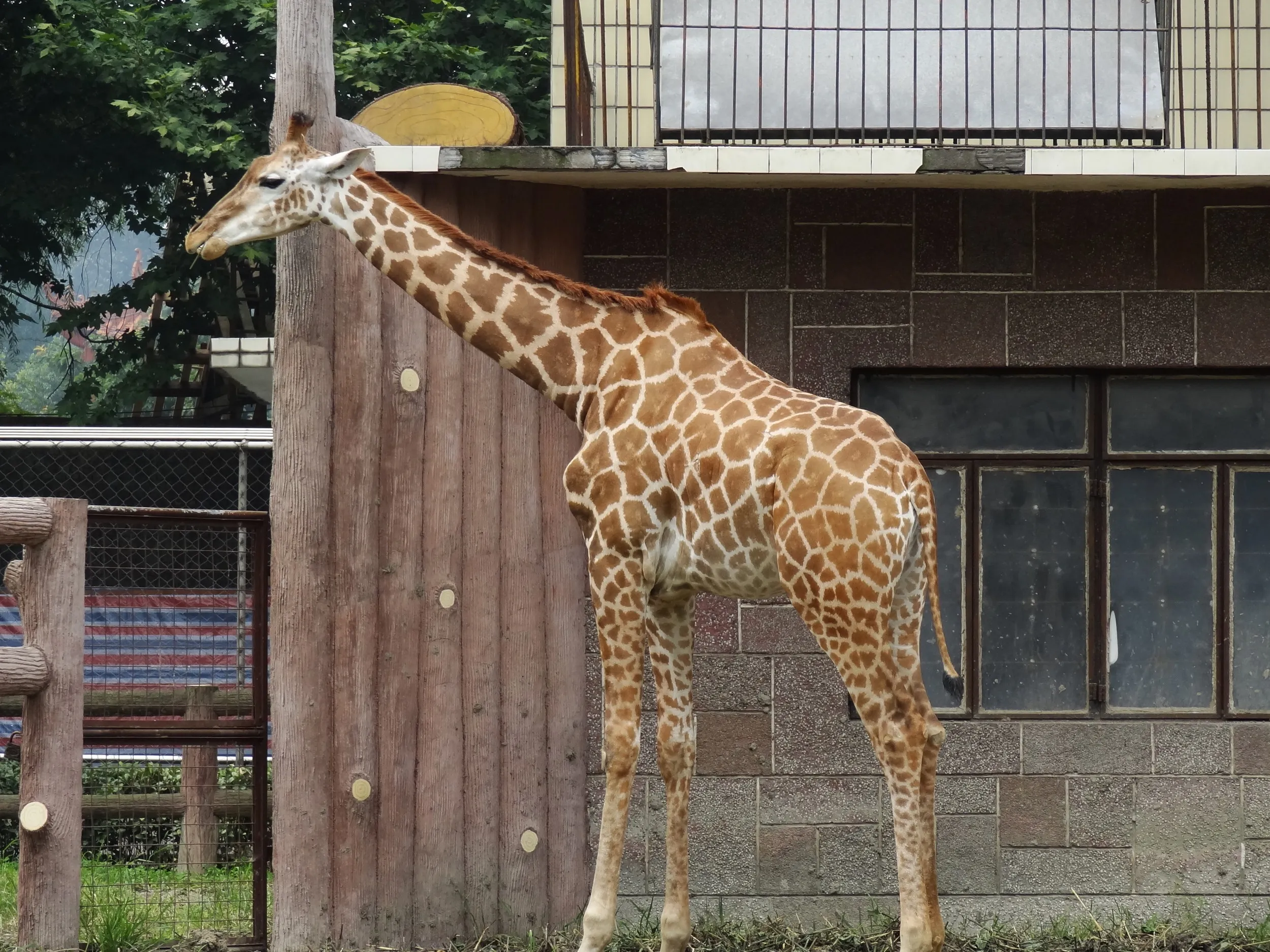 キリン
