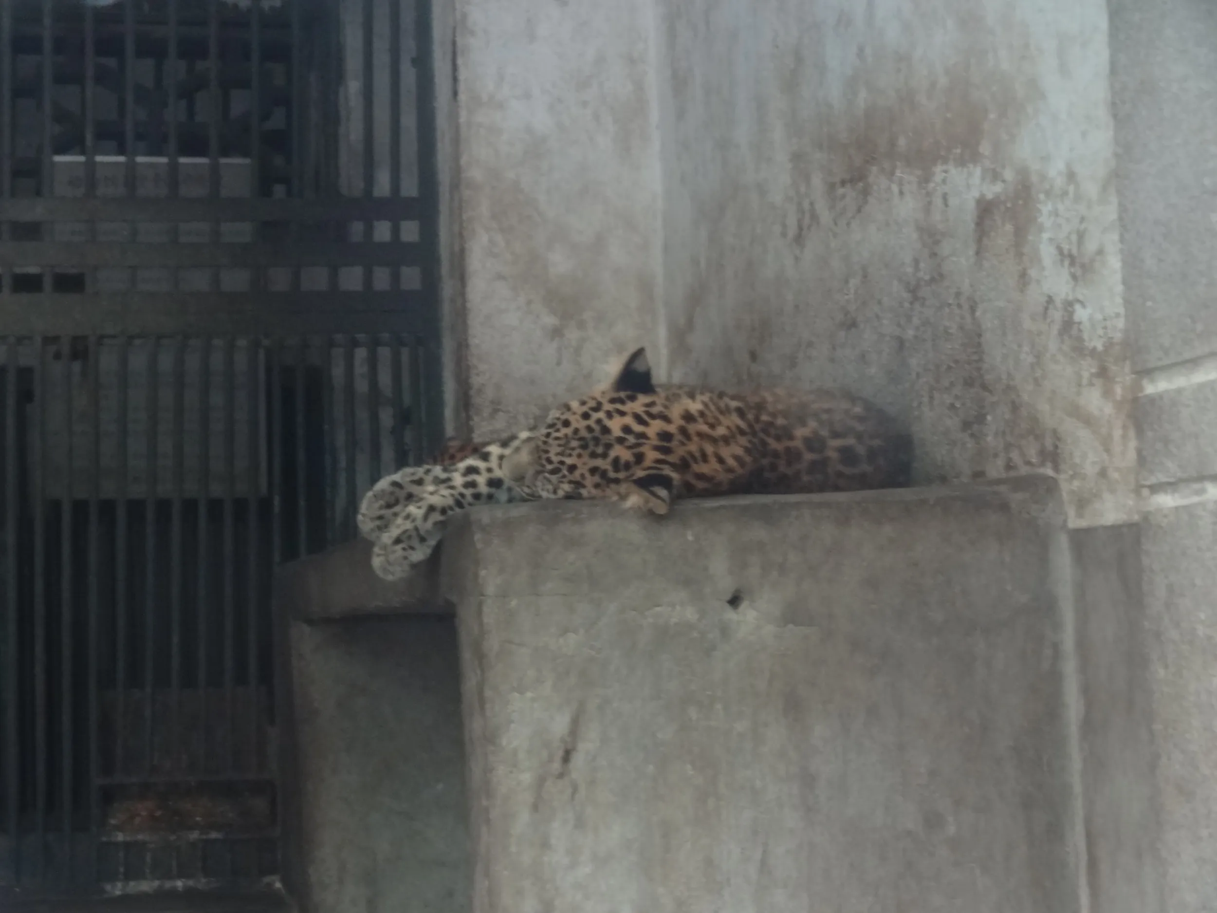 ヒョウ
