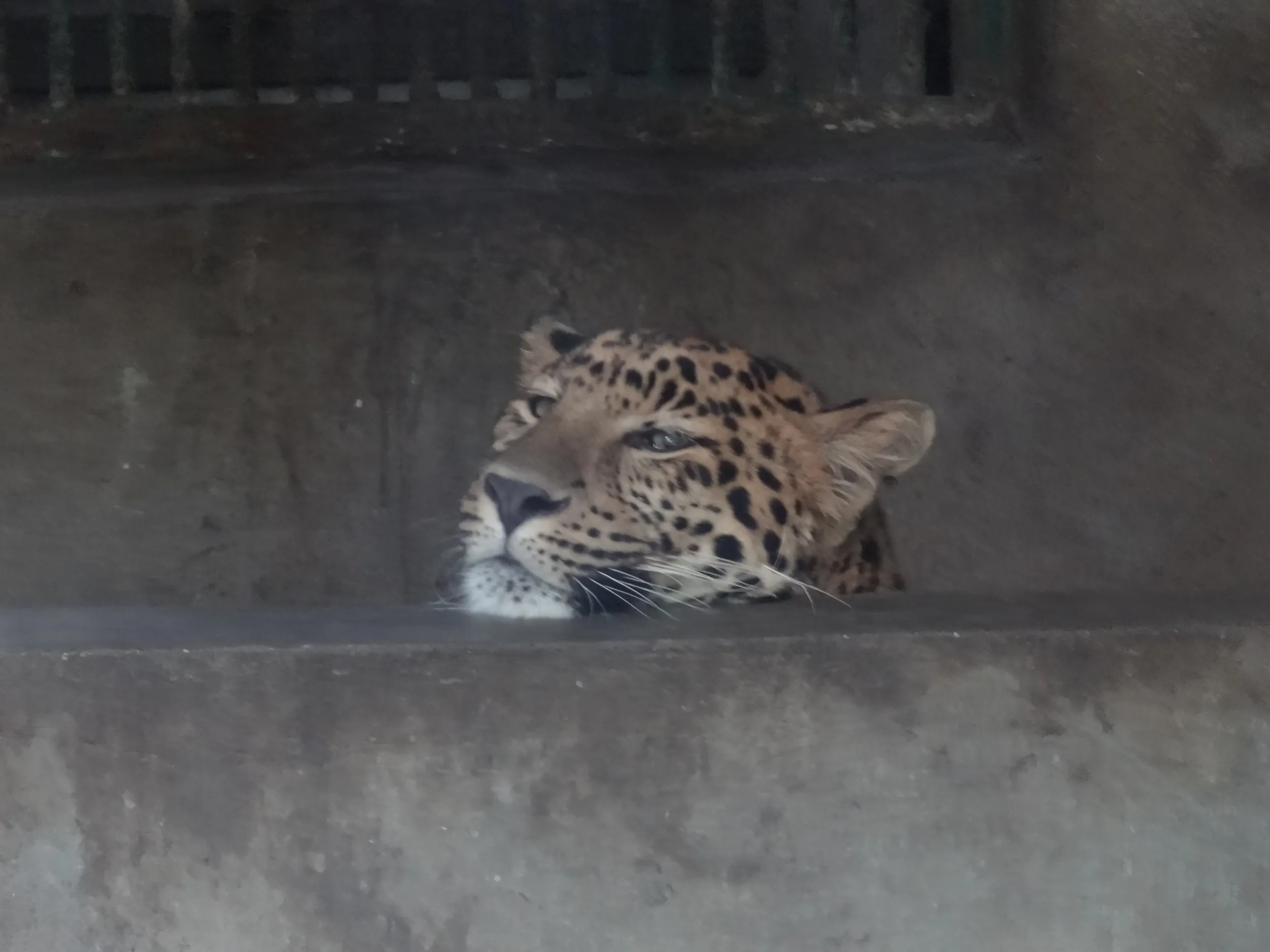 ヒョウ