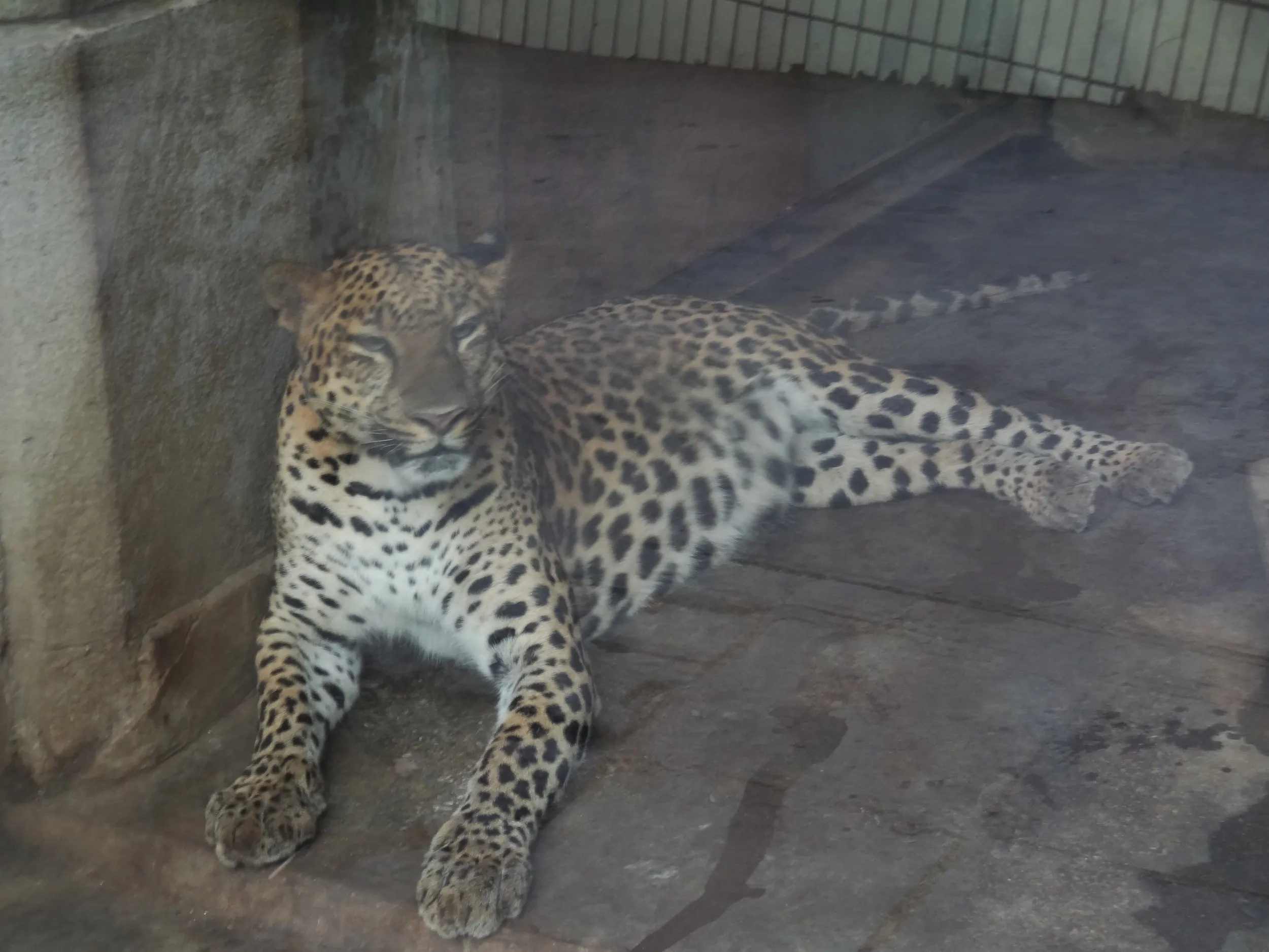 ヒョウ