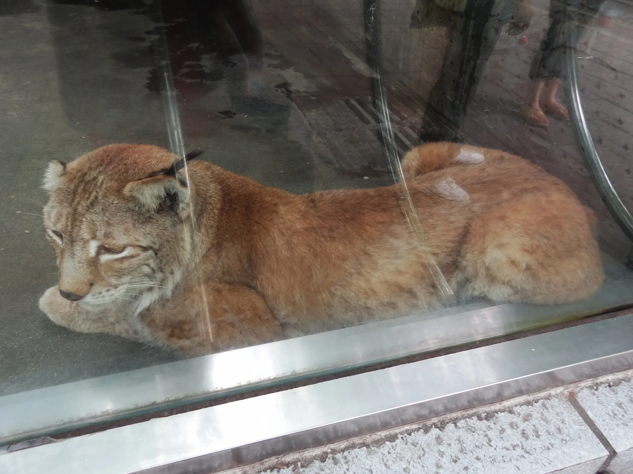 ネコ科の肉食動物