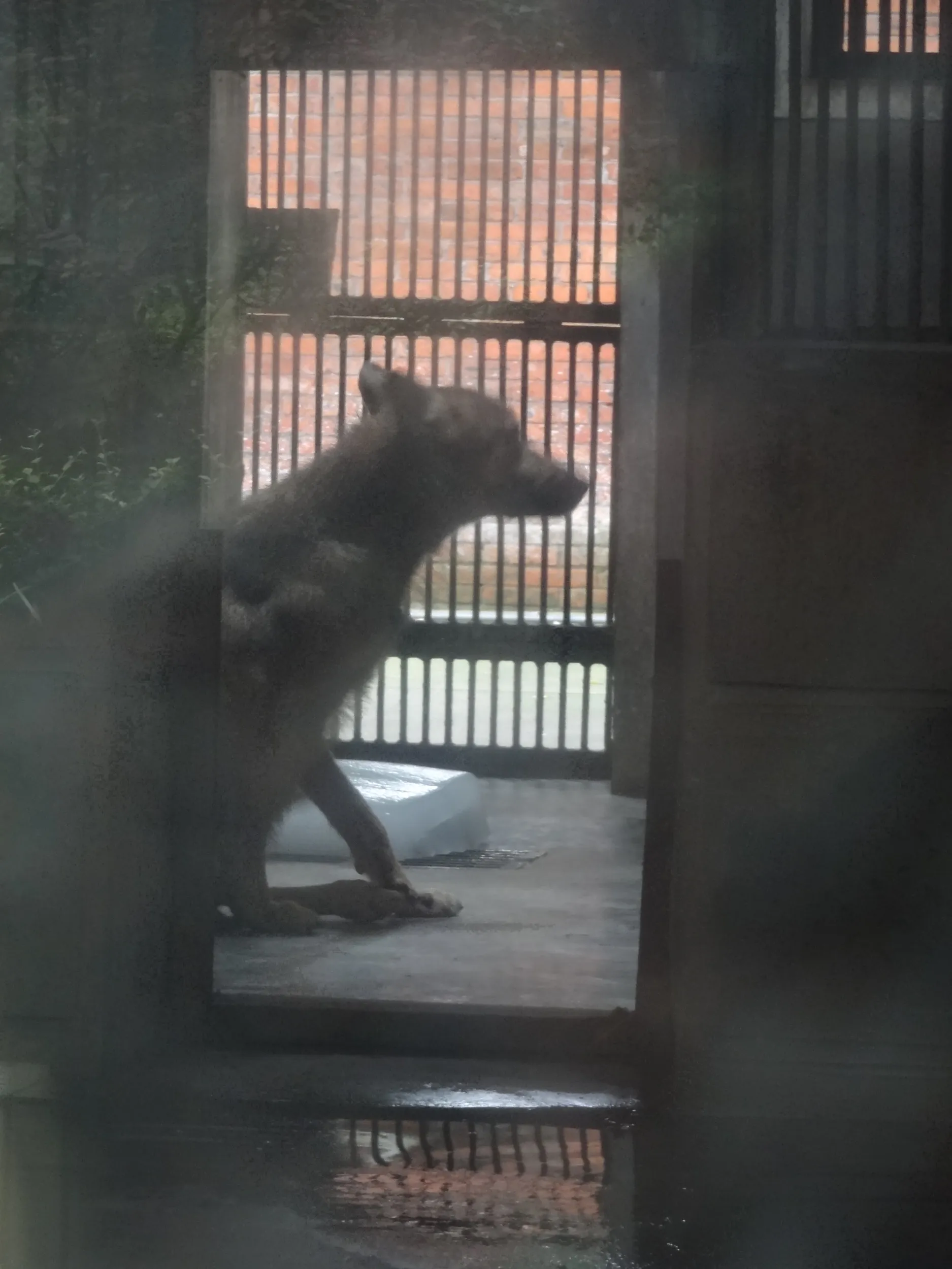 イヌ科の肉食獣