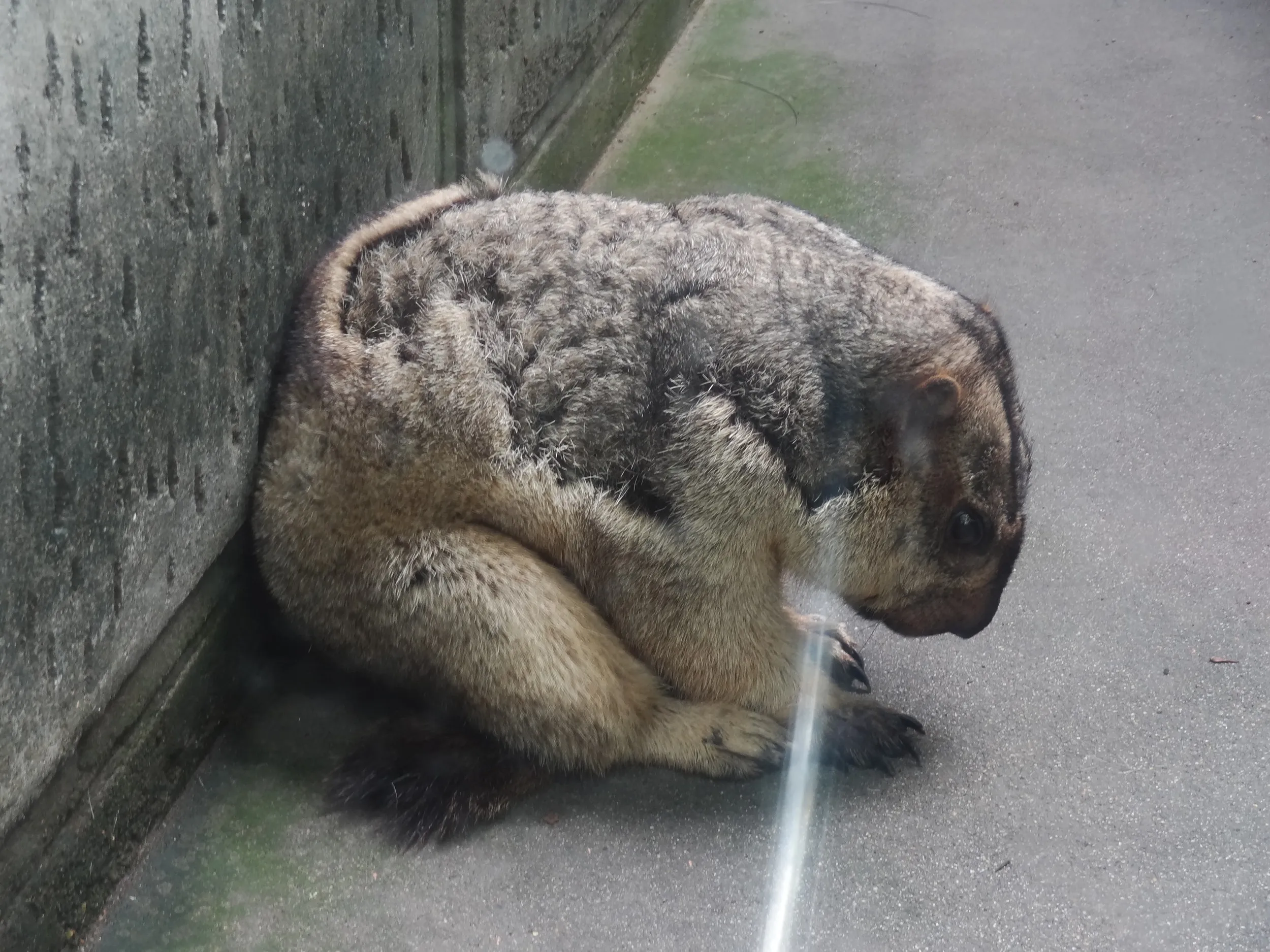 動物