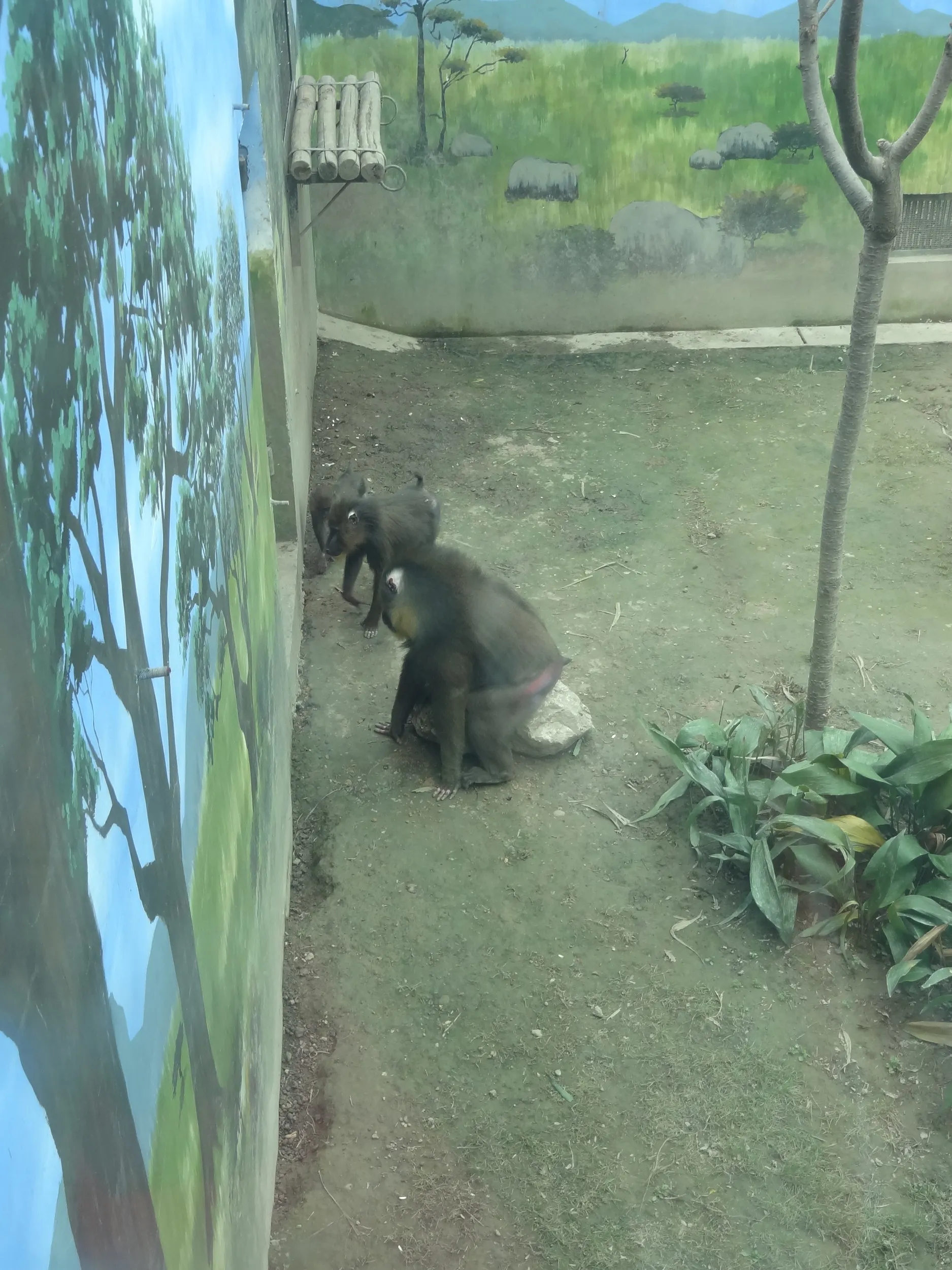 マントヒヒ