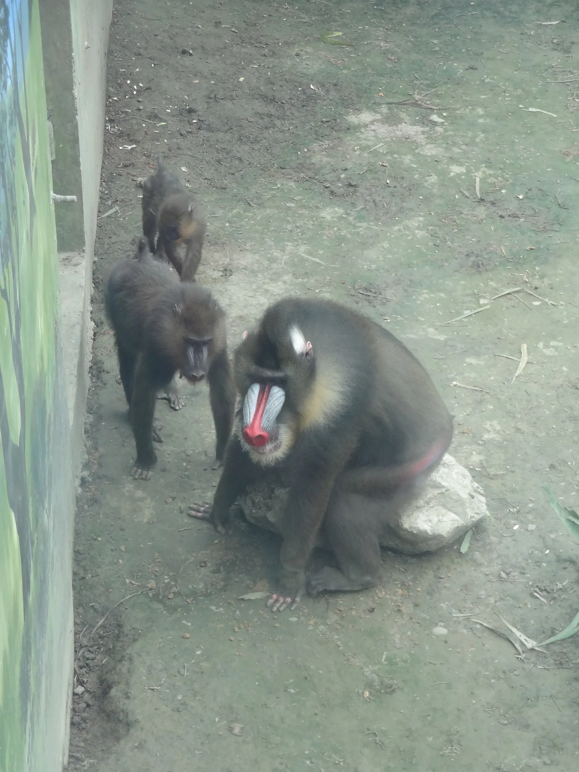 マントヒヒ