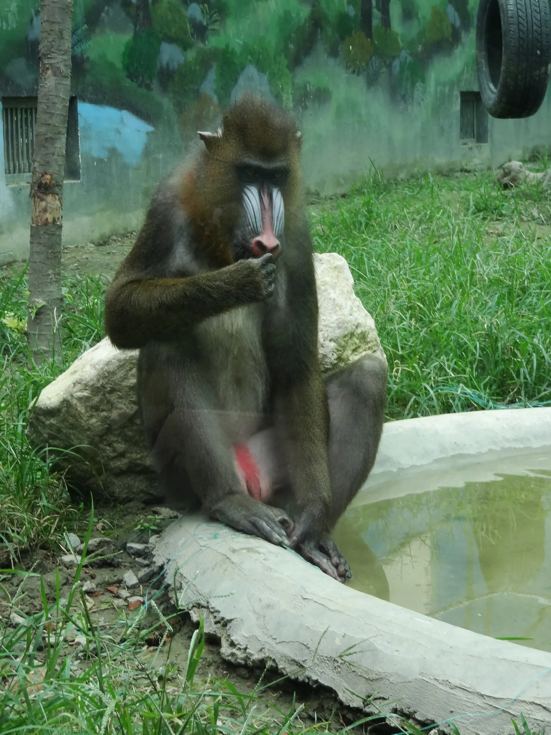 マントヒヒ