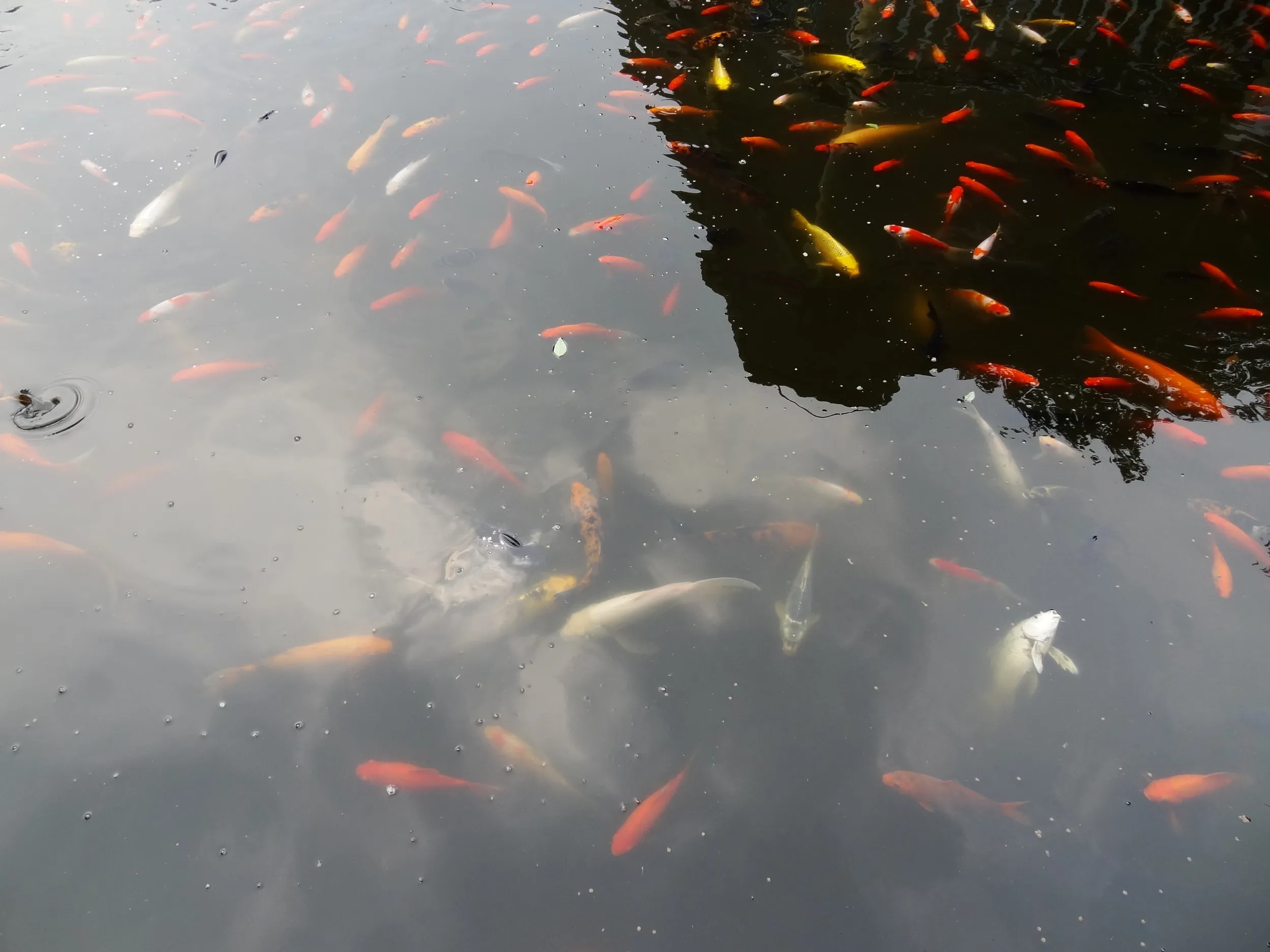 池で泳ぐ鯉、フナ
