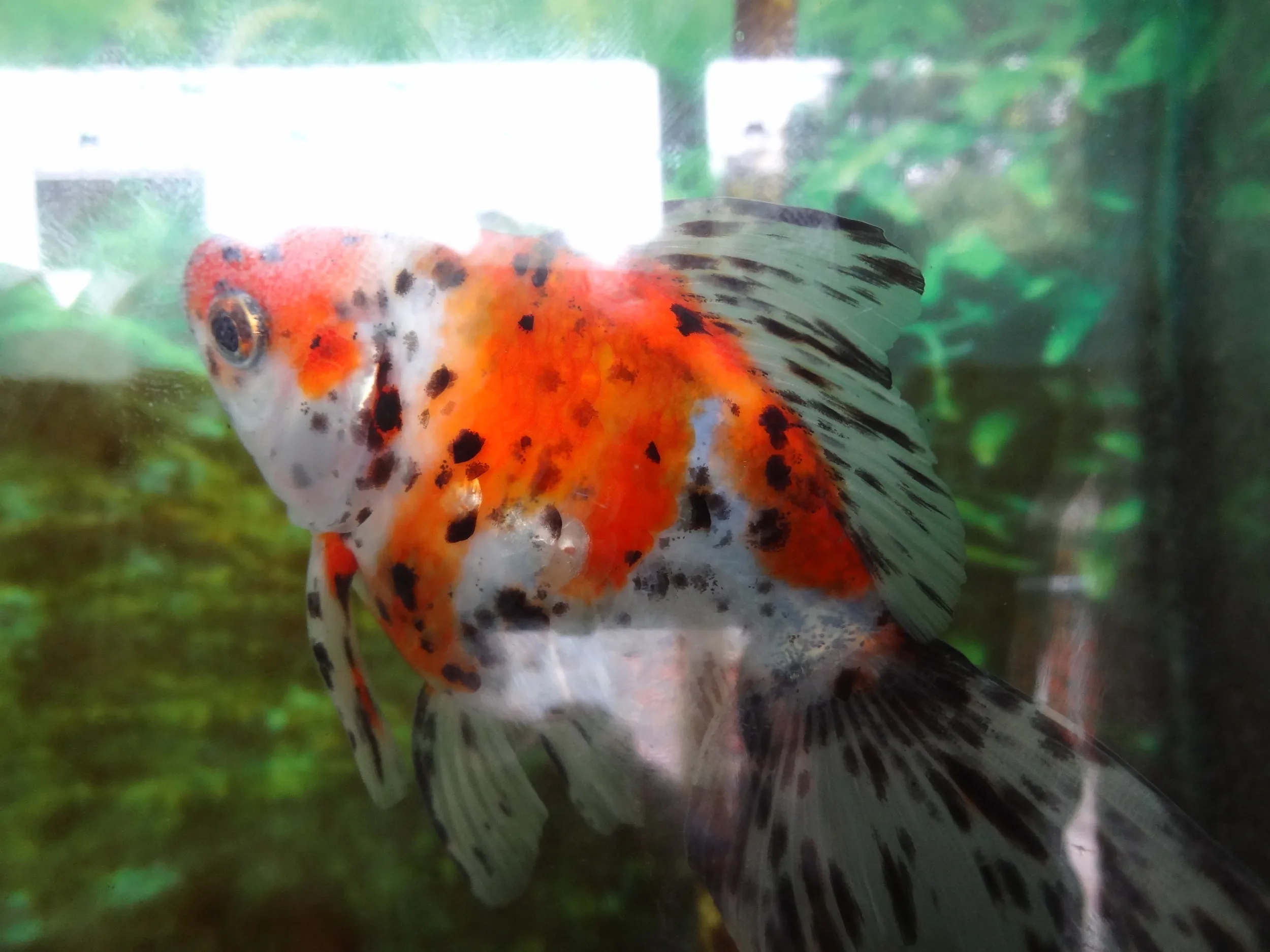 金魚