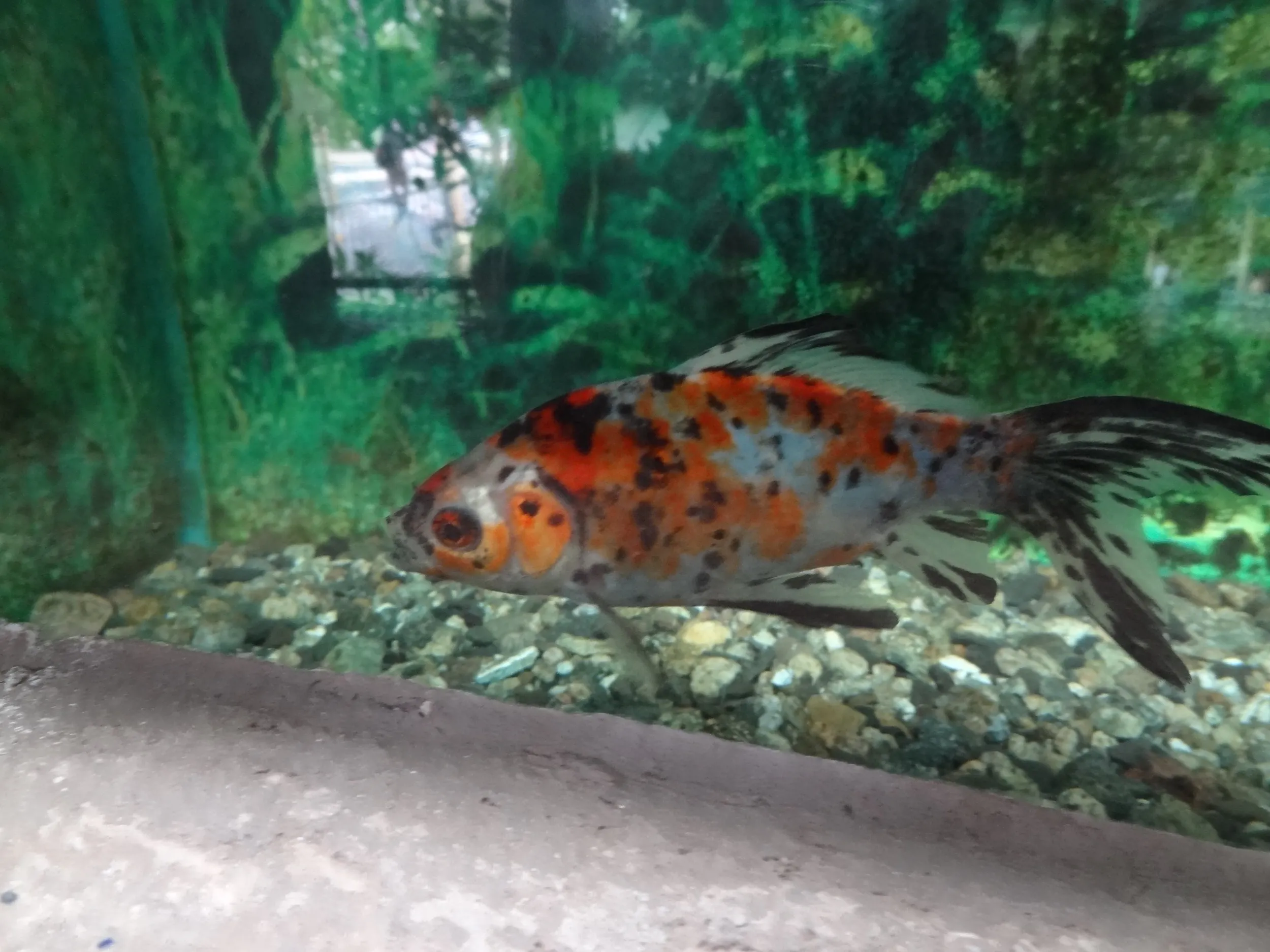 金魚