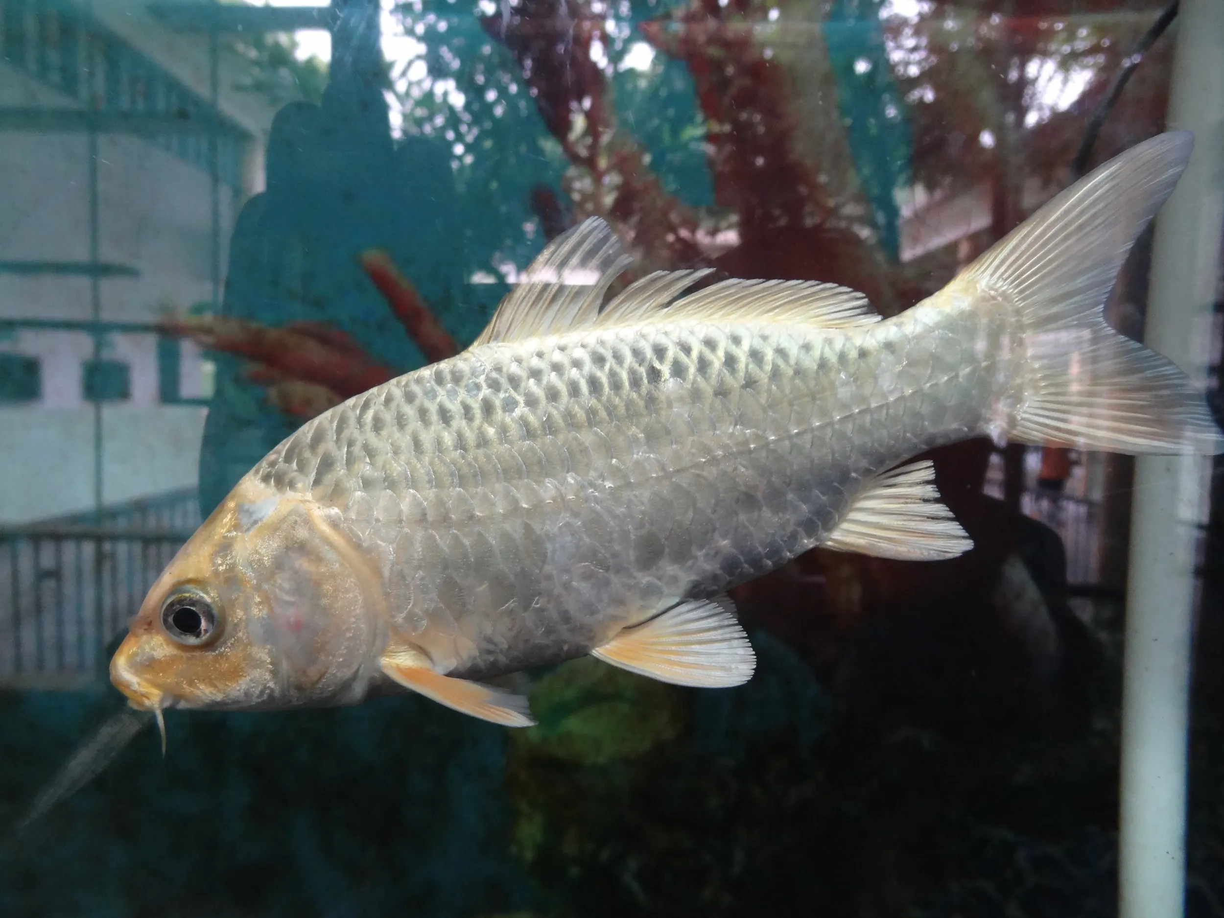 金魚