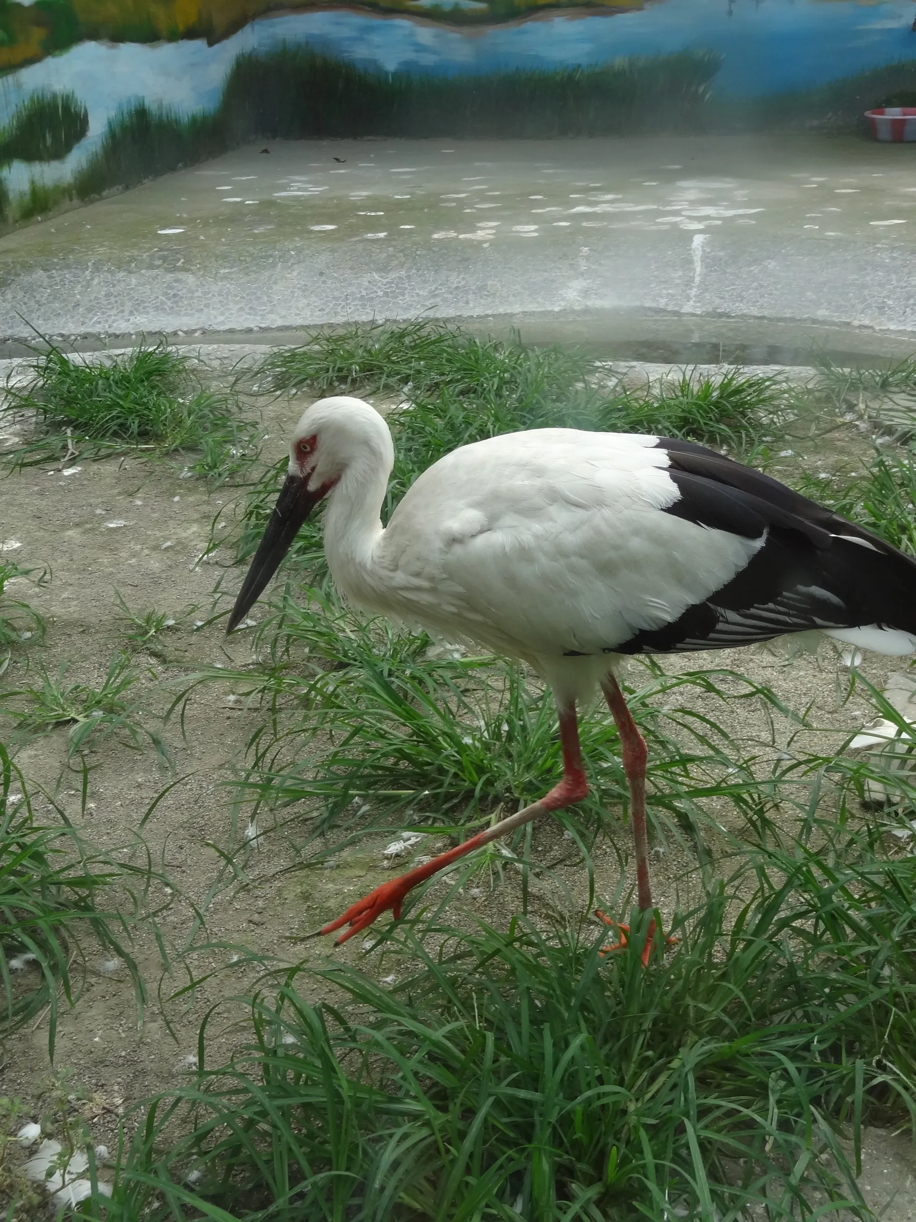 百鳥苑の鶴