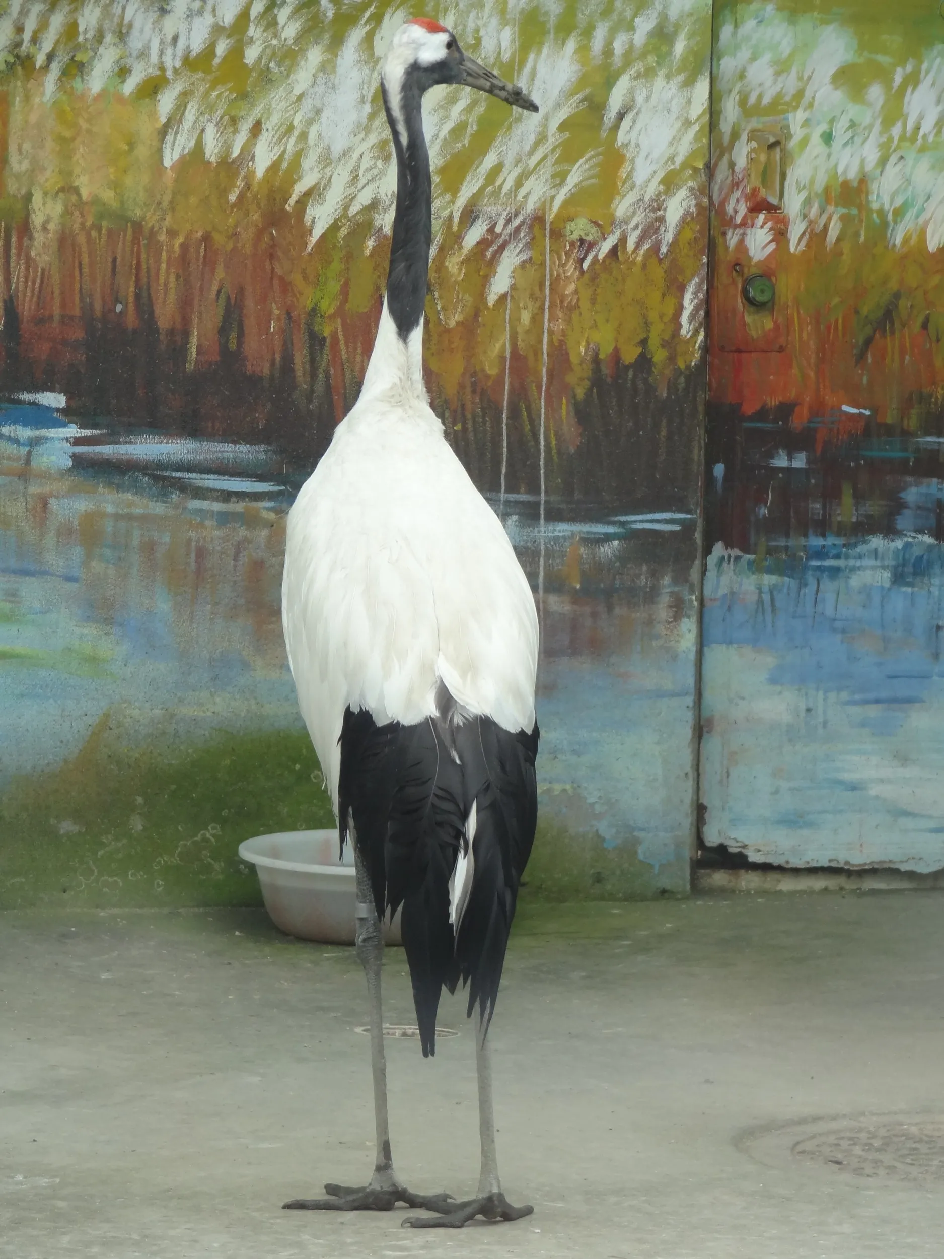 百鳥苑の鶴