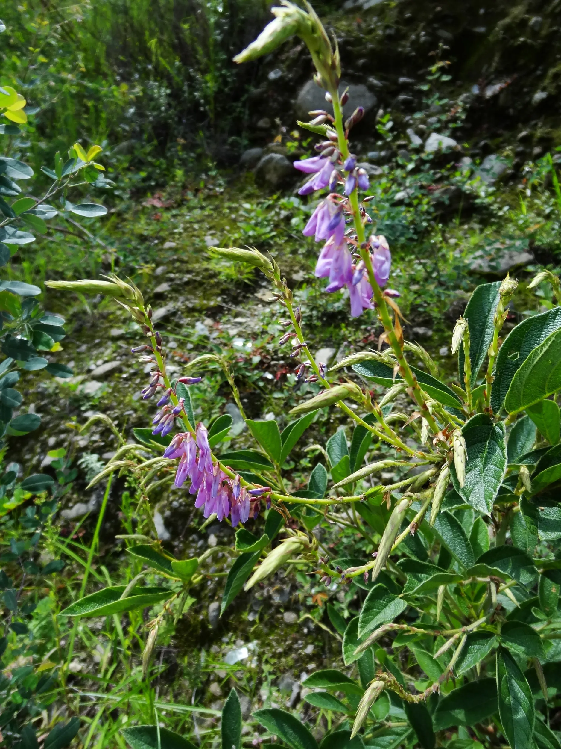 野に咲く花