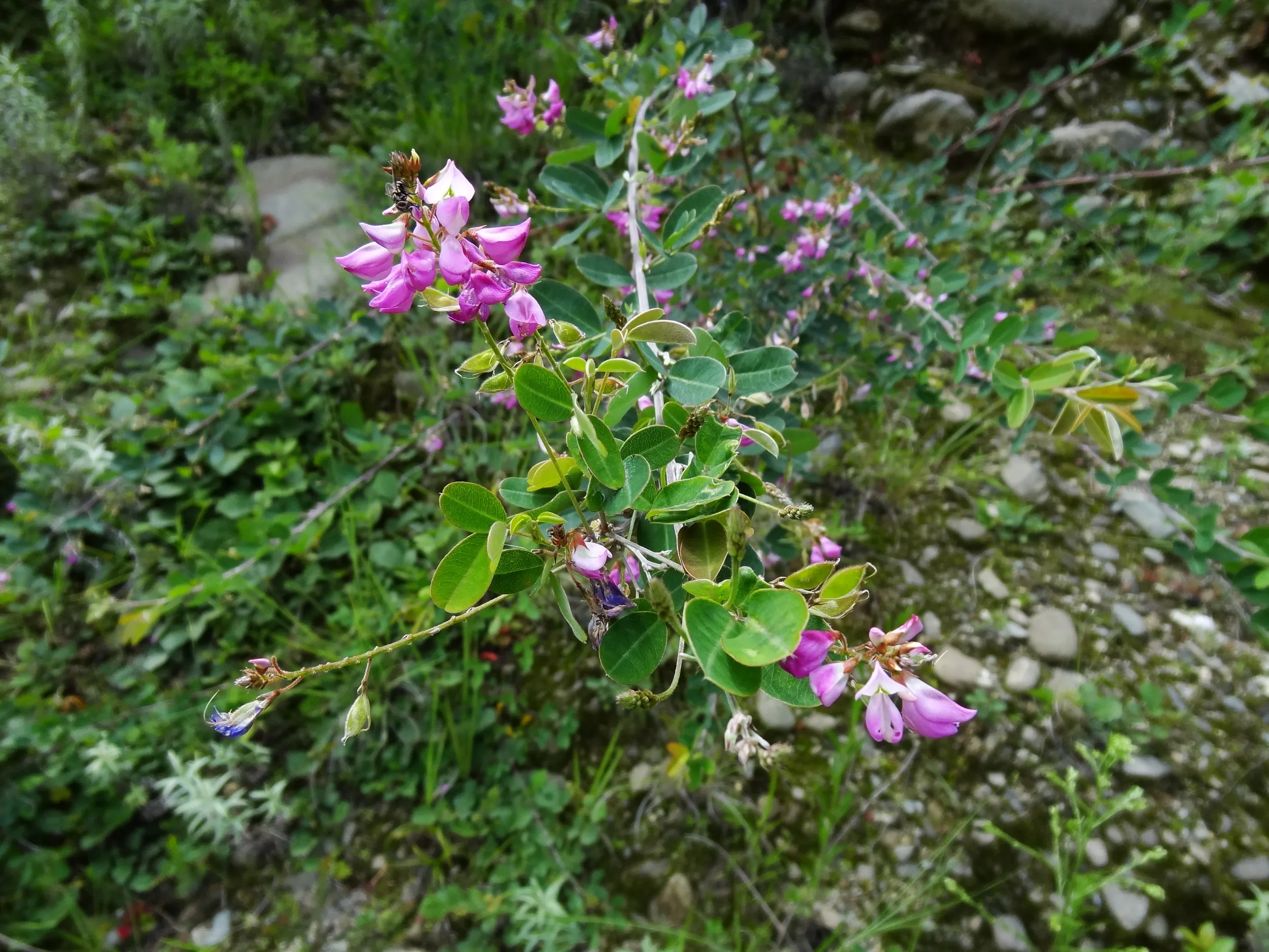 野に咲く花