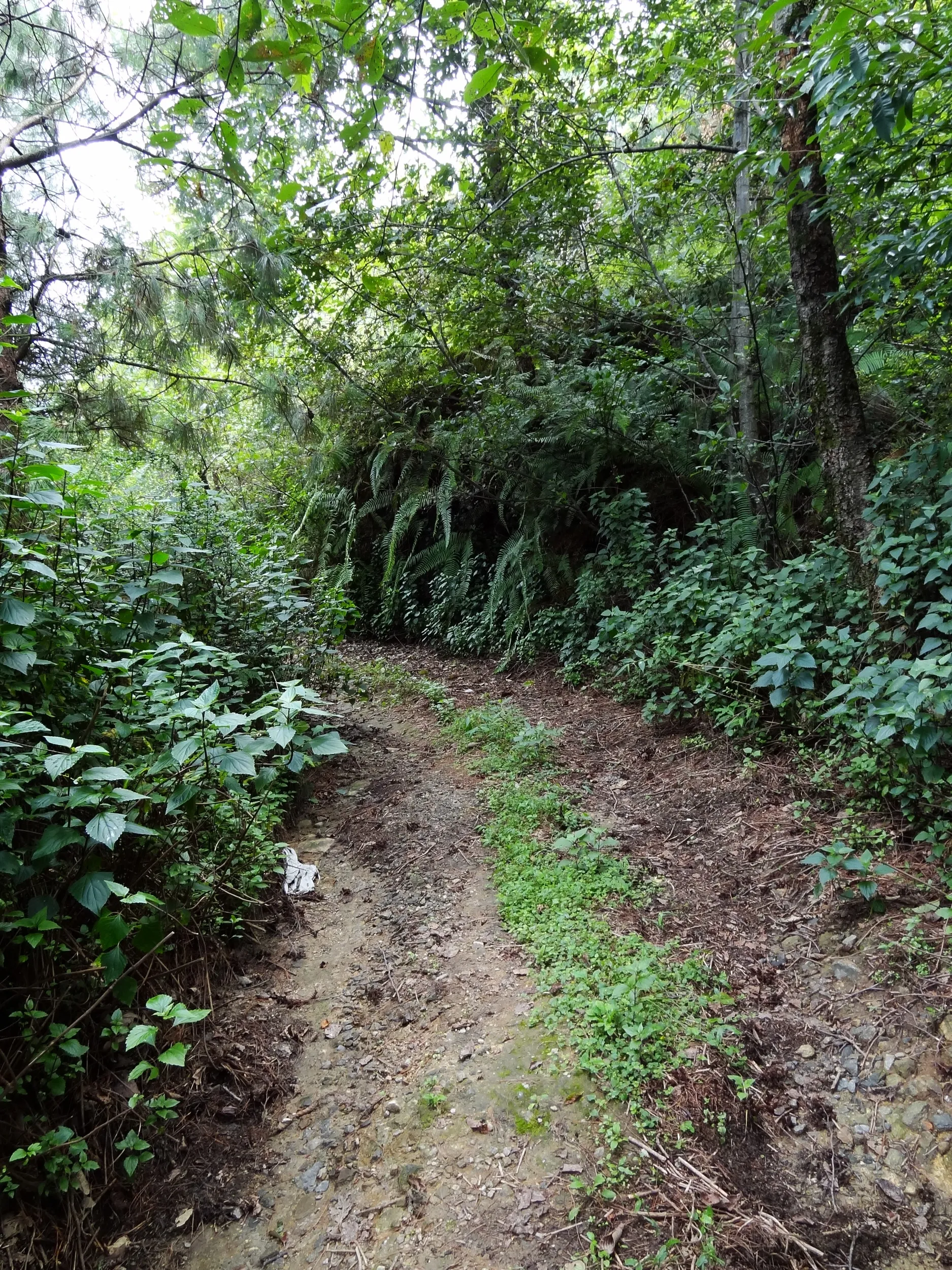 蒼山の山道