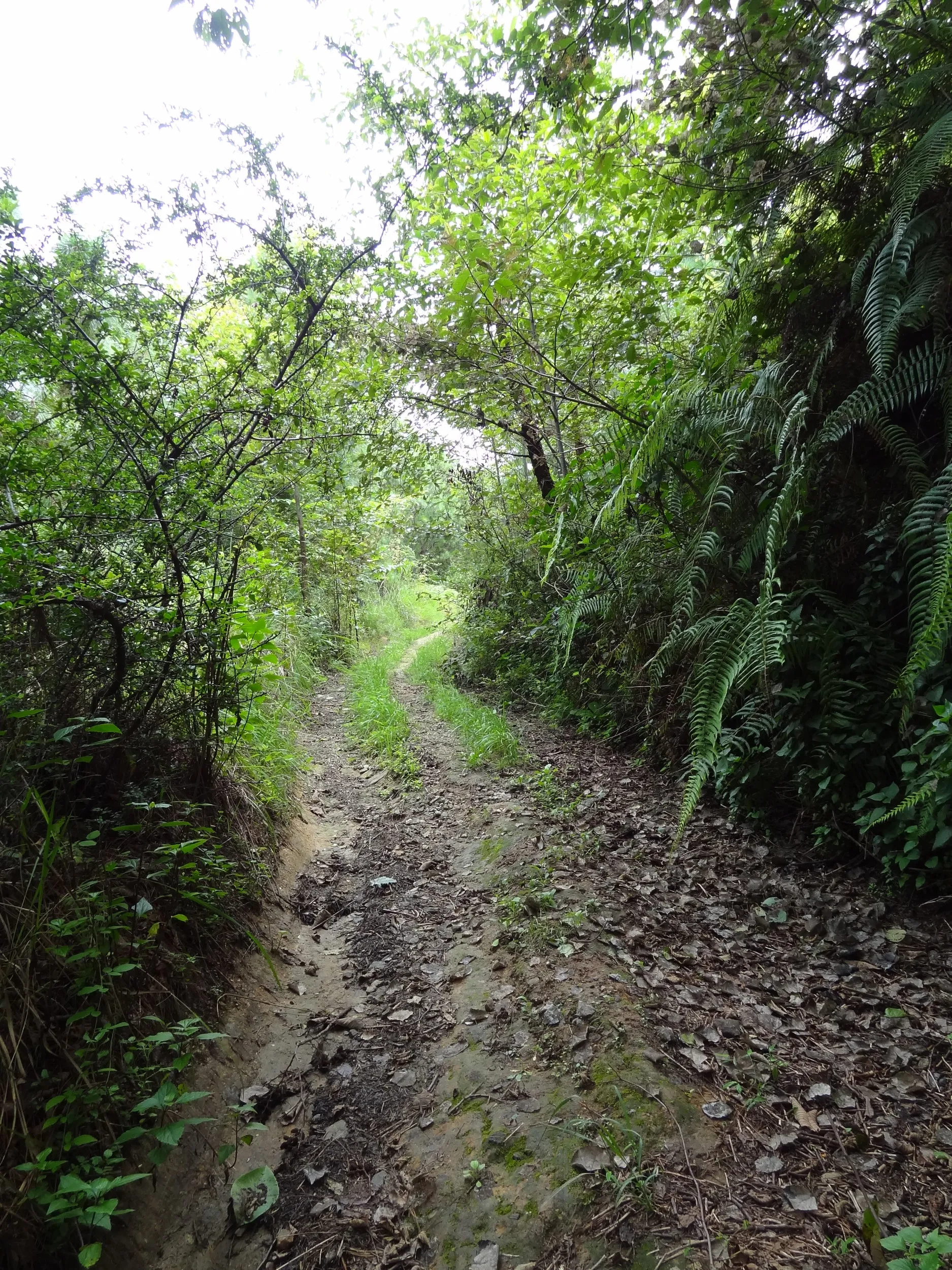 蒼山の山道