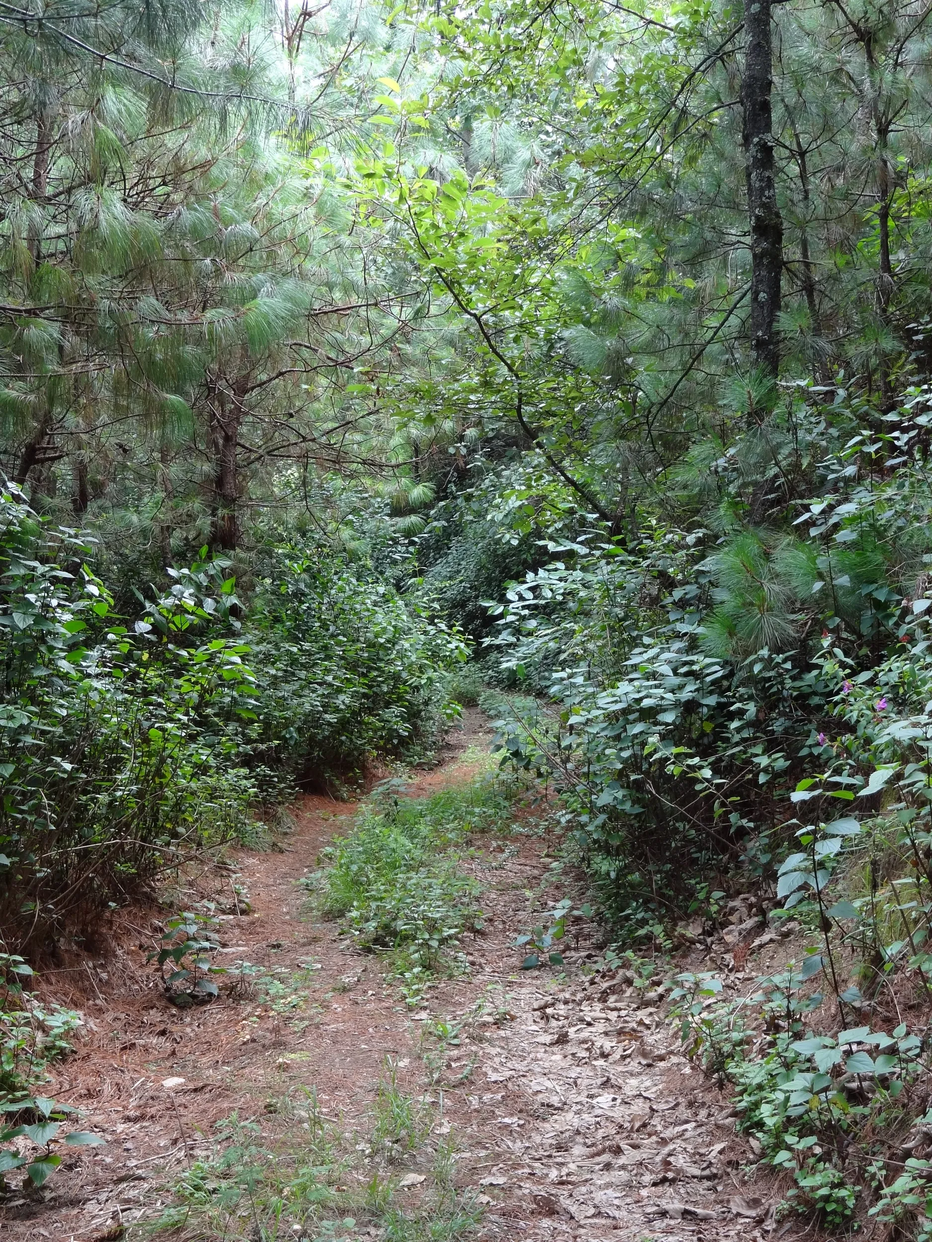 蒼山の山道