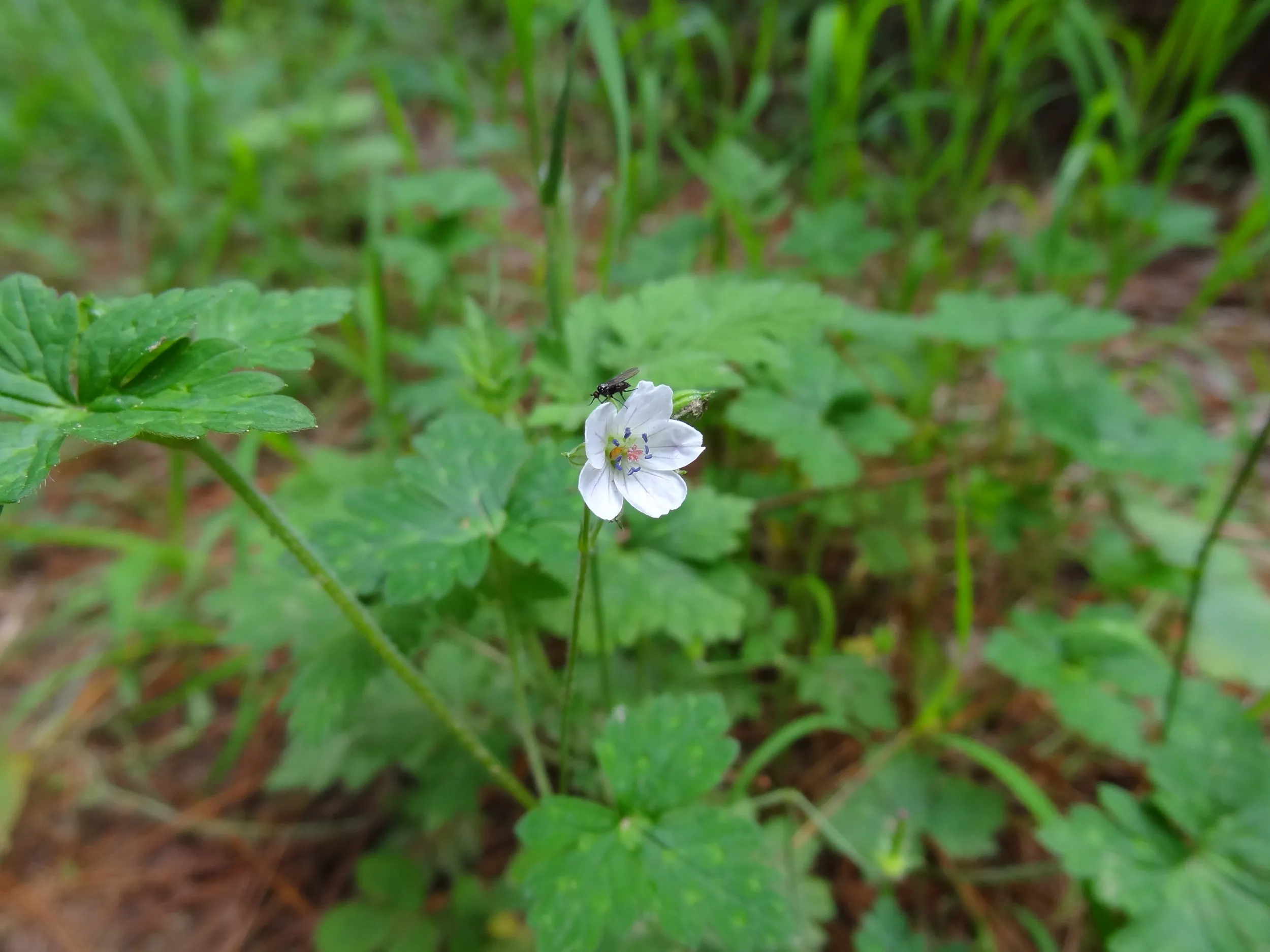 蒼山で見た花