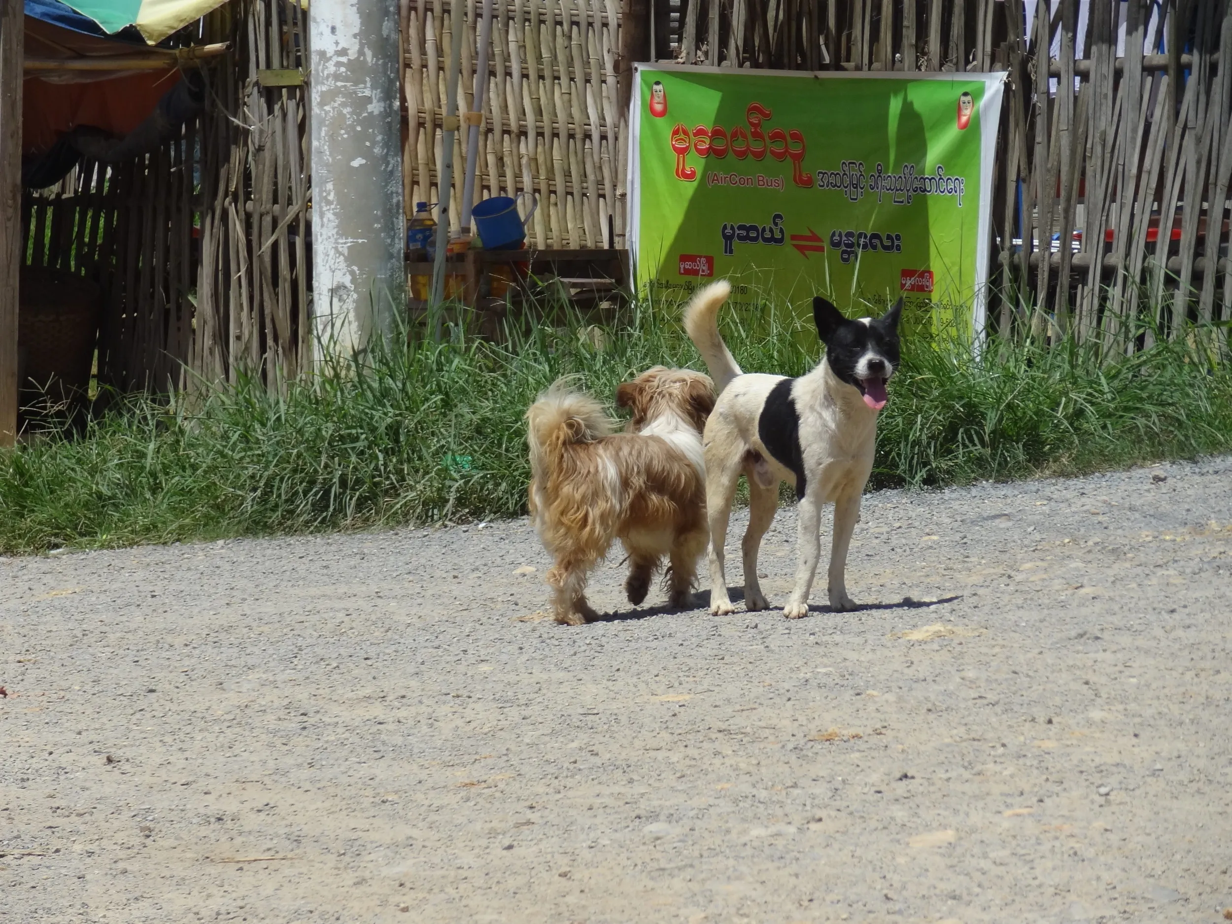 犬