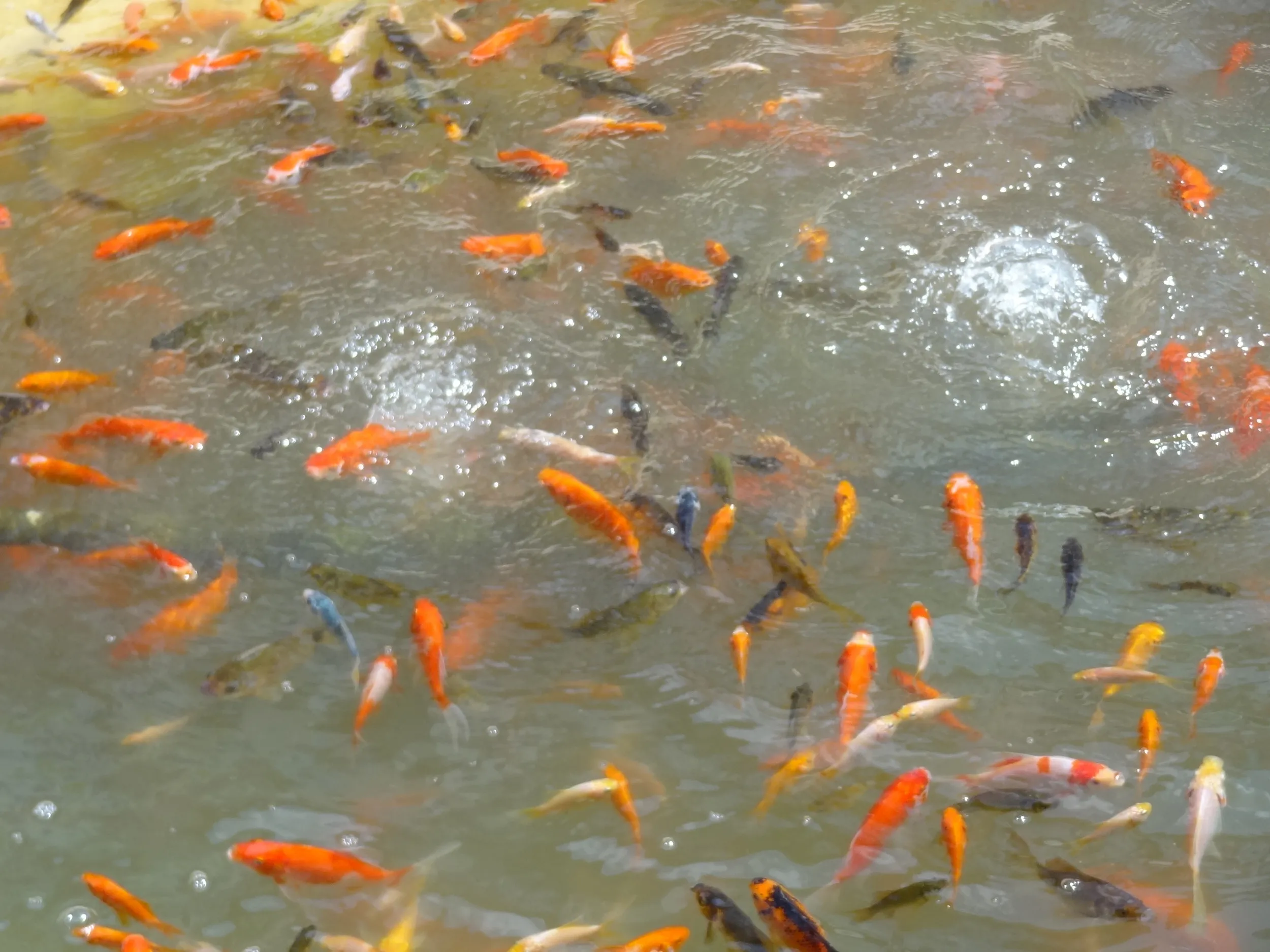 池で泳ぐ金魚