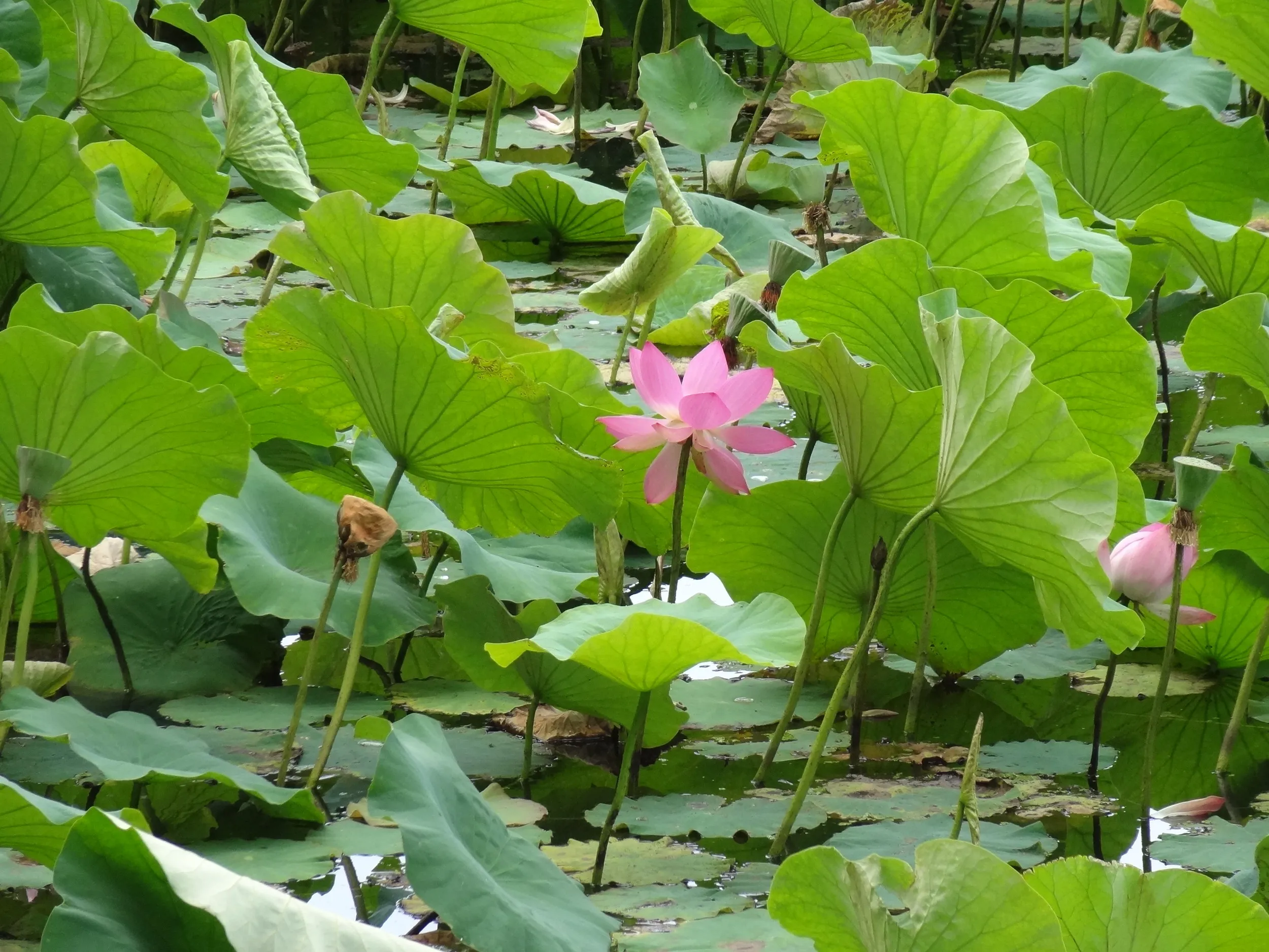 淡いピンクの蓮の花