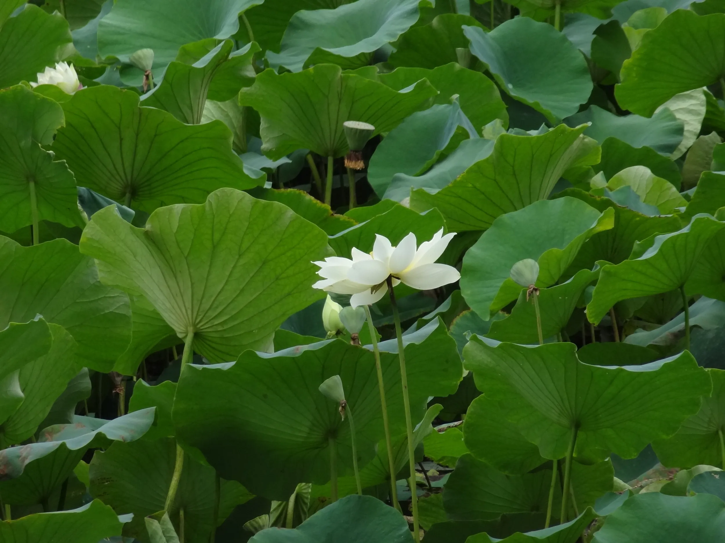 白い蓮の花