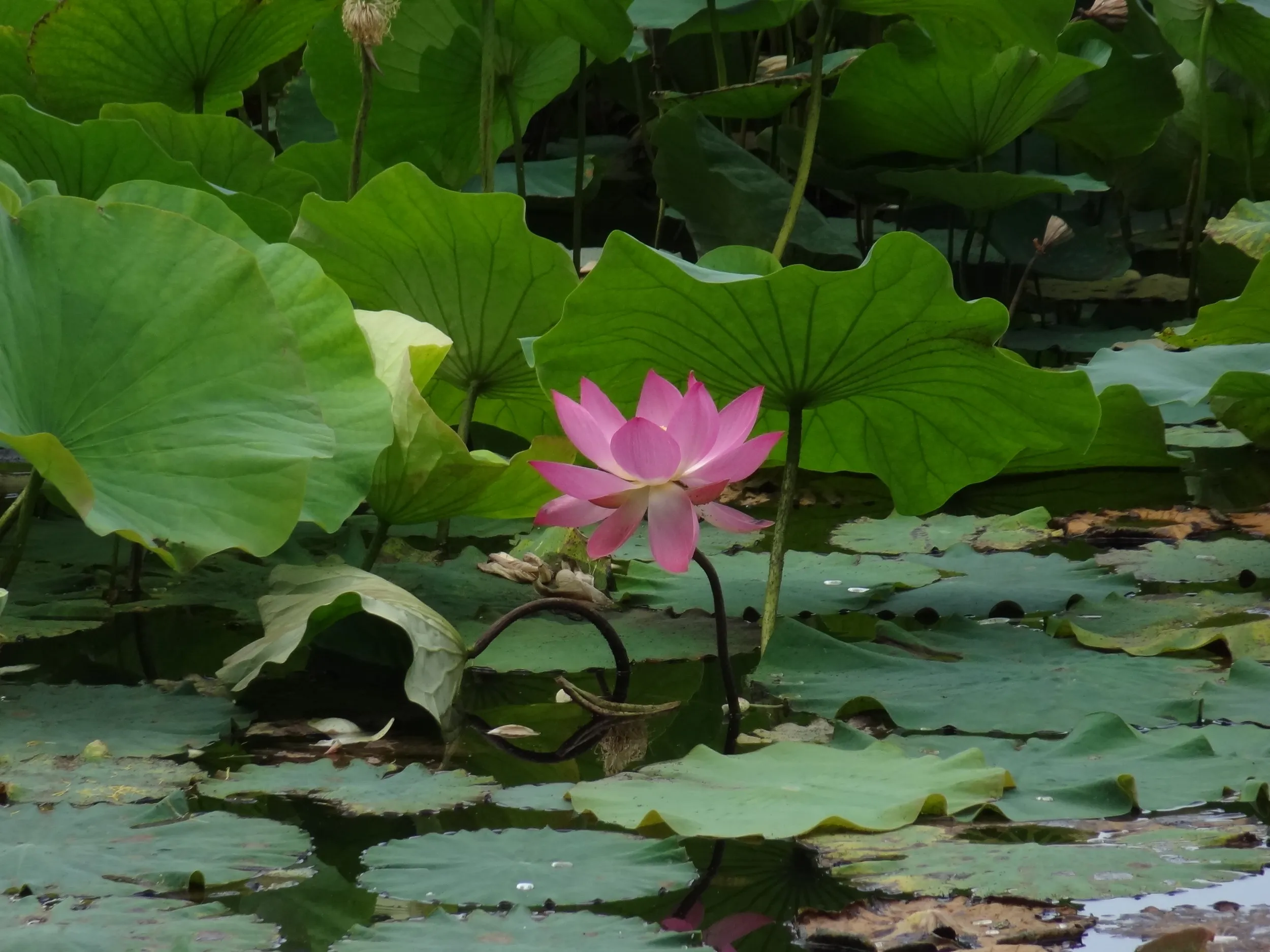 淡いピンクの蓮の花