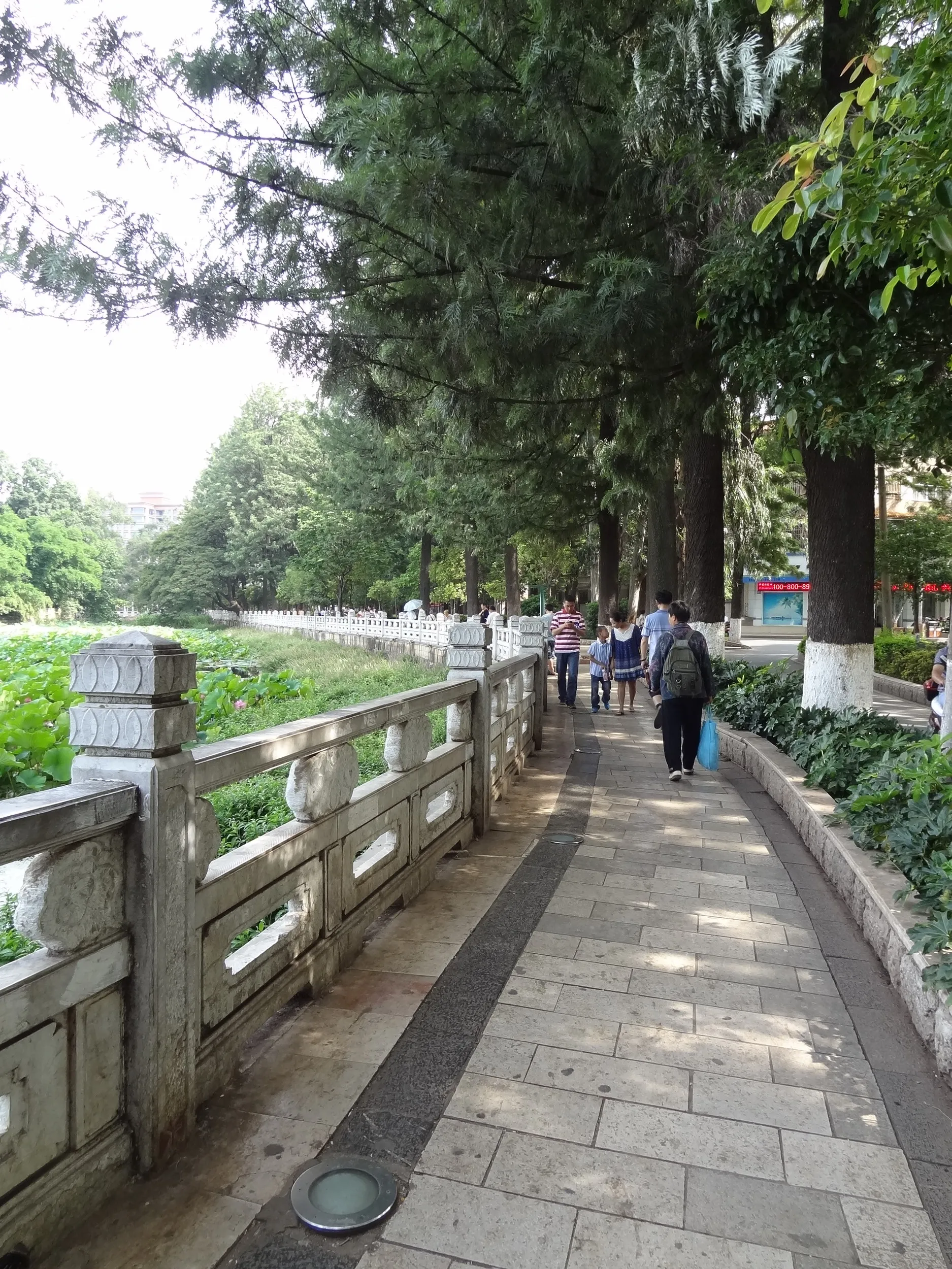 翠湖の緑道