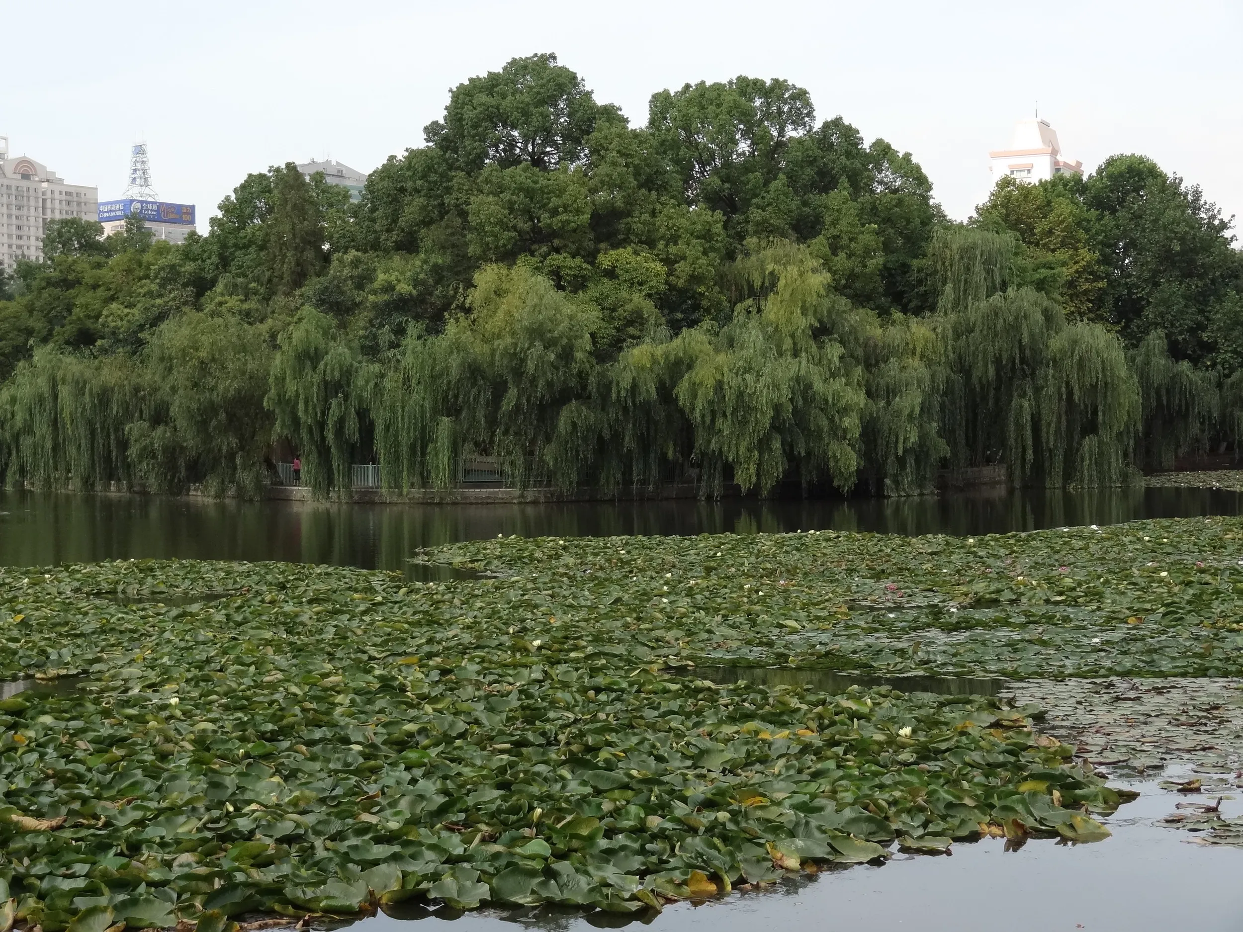池を埋め尽くす蓮の葉