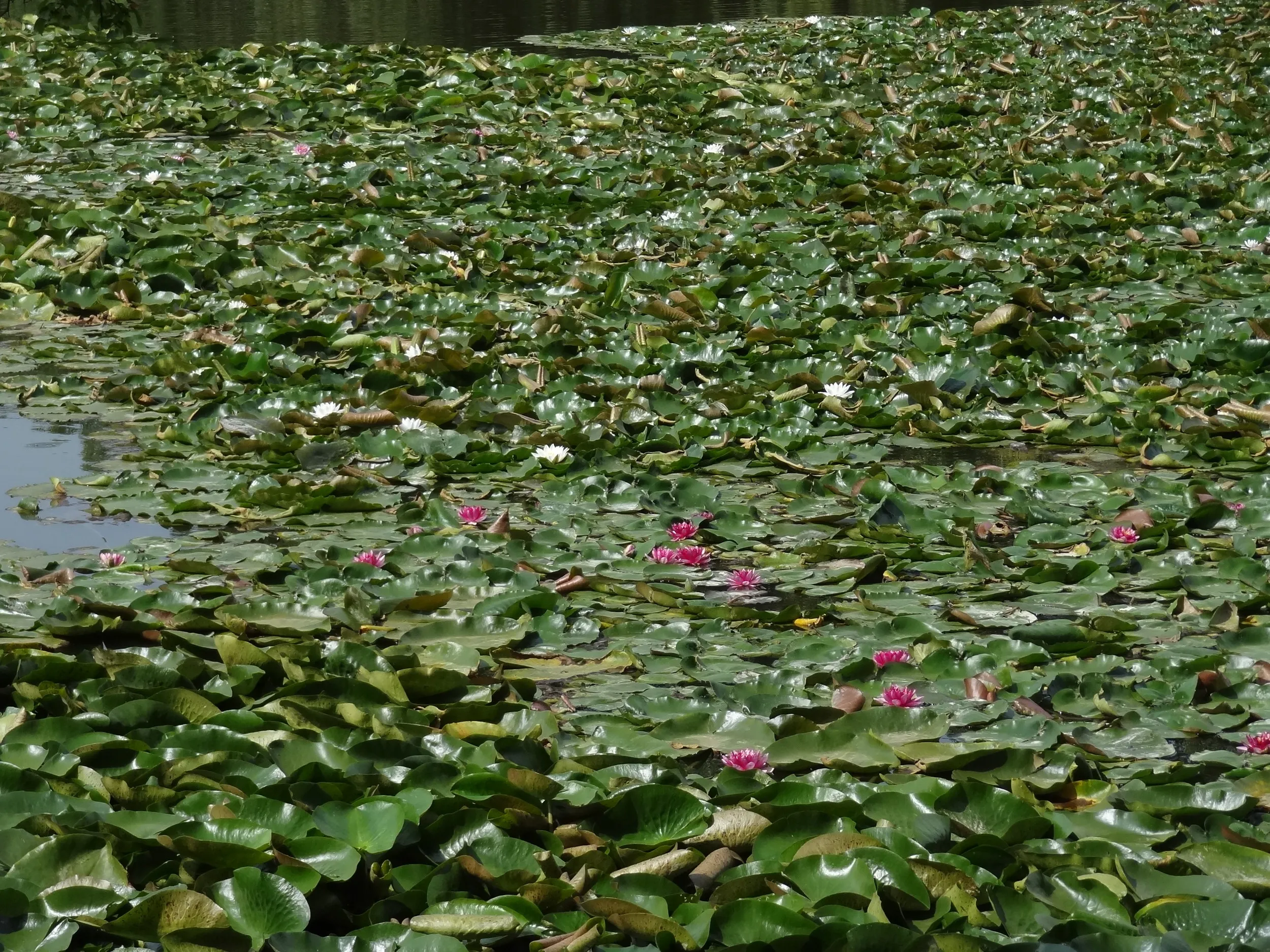 池に咲く睡蓮(スイレン)の花