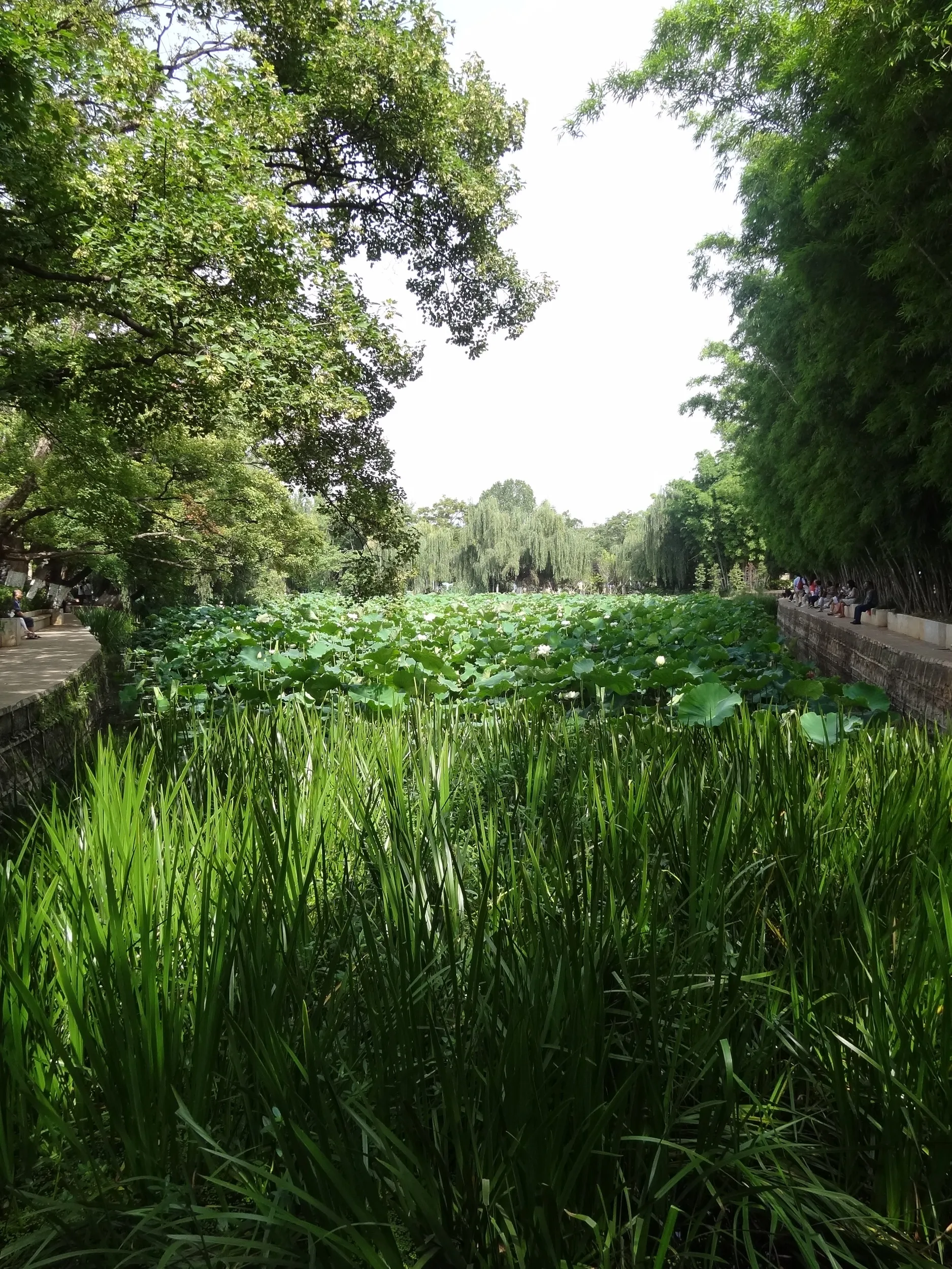 池の風景