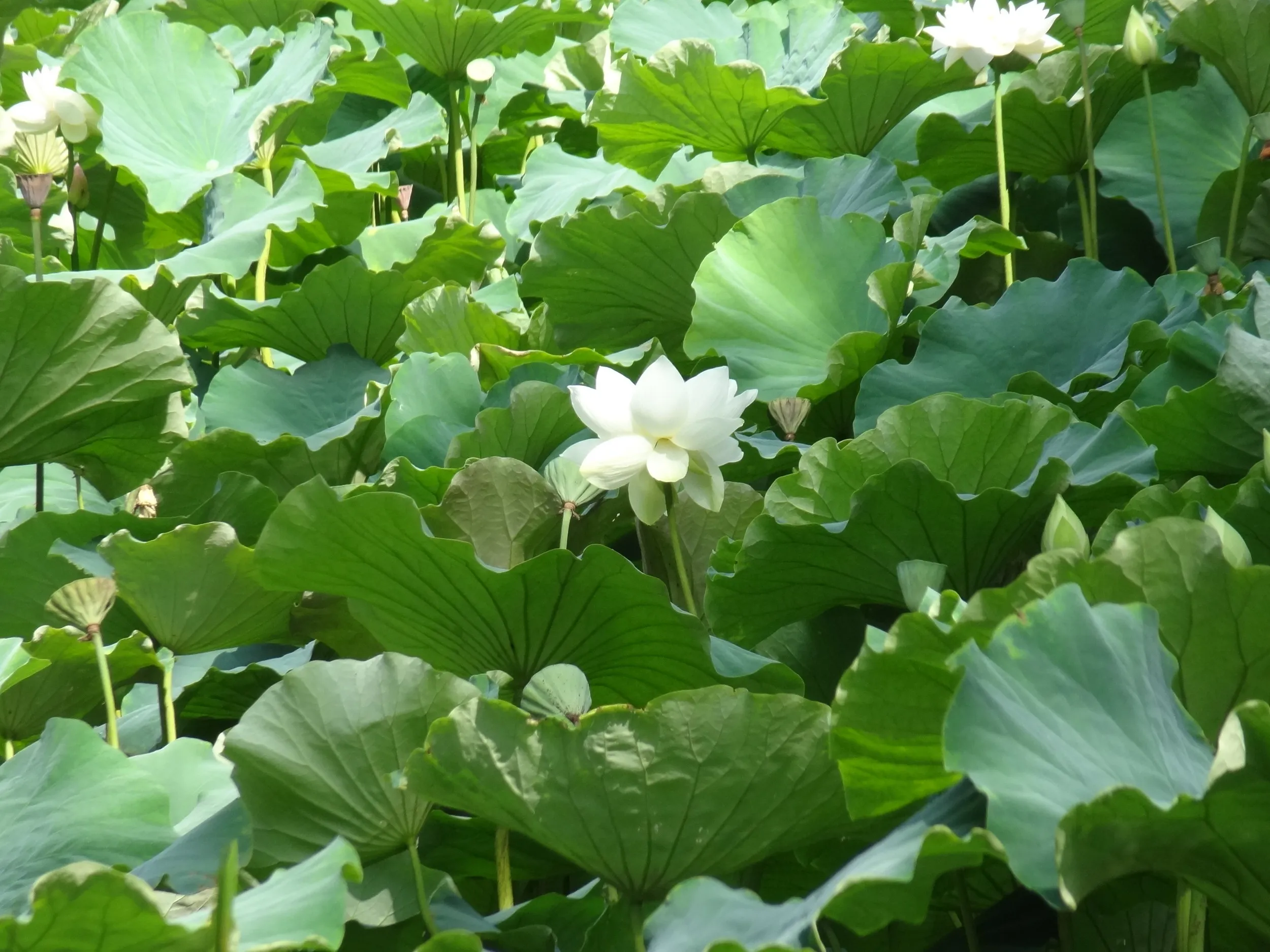 白い蓮の花