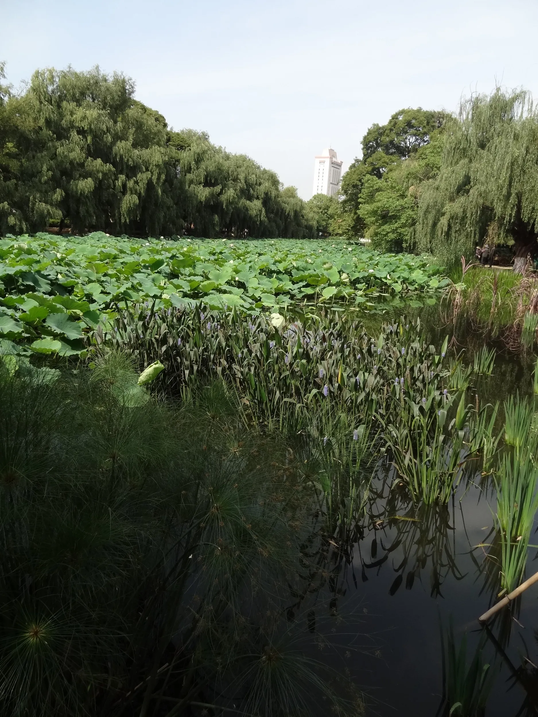 池と蓮の葉の見える景色