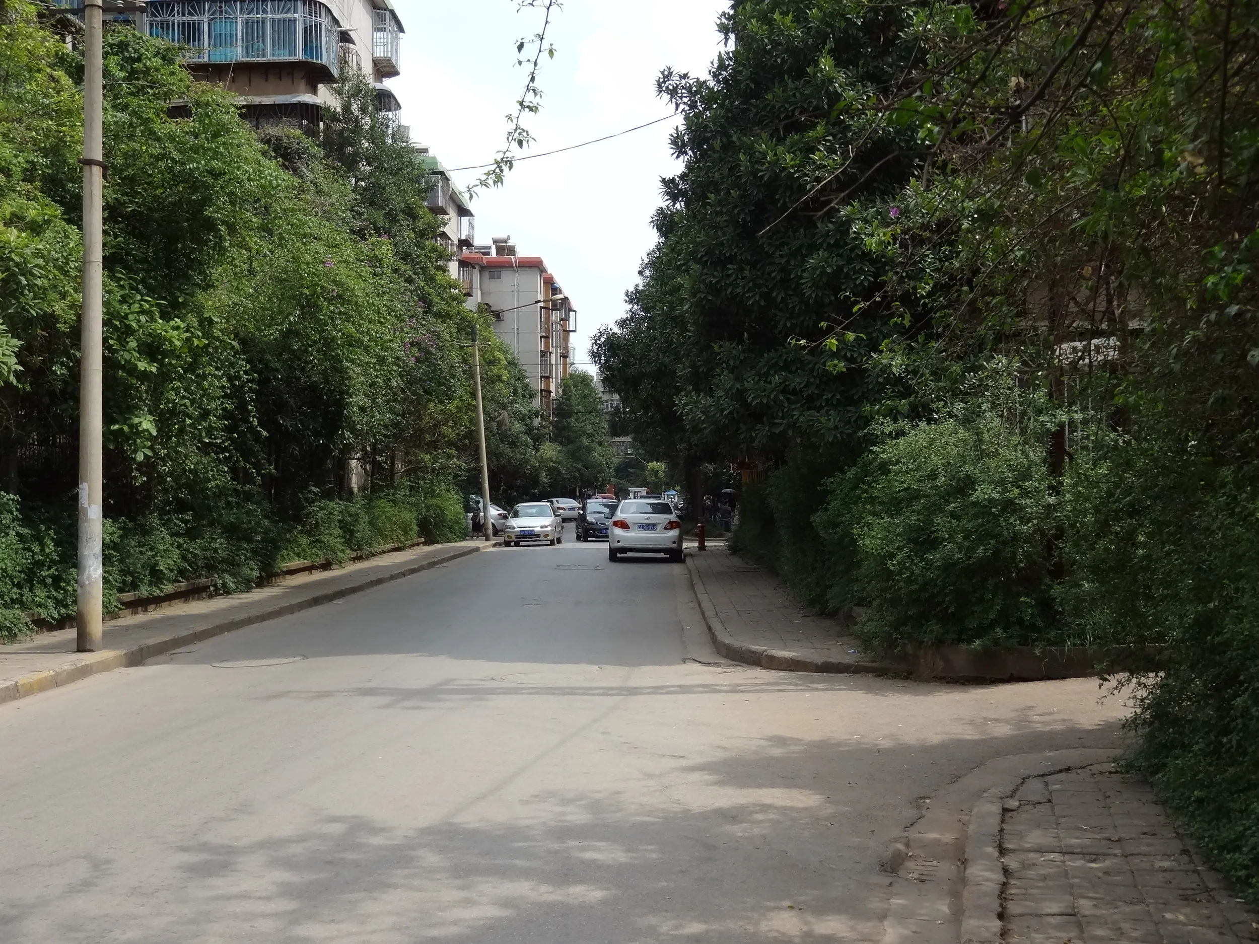 街路樹