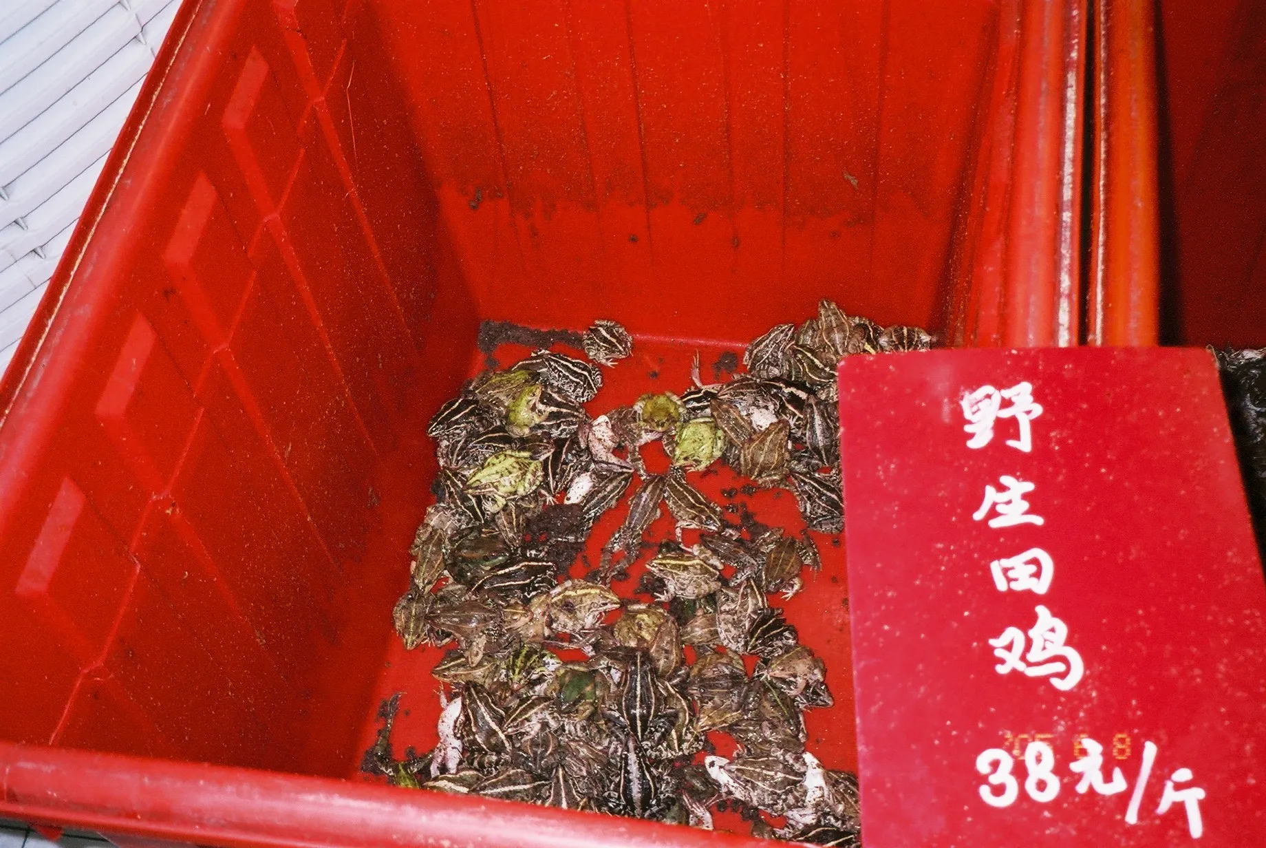 上海観光@浦東新区の上南路のレストランの食用蛙