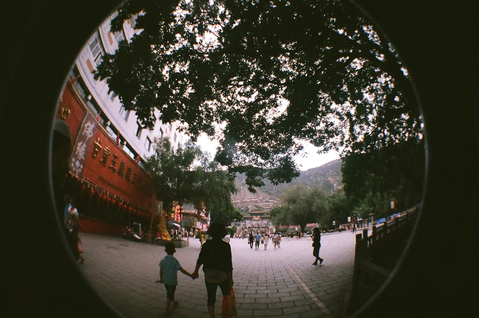 五泉山公園付近の槐(エンジュ)の大樹をLomoのFisheye2で撮影